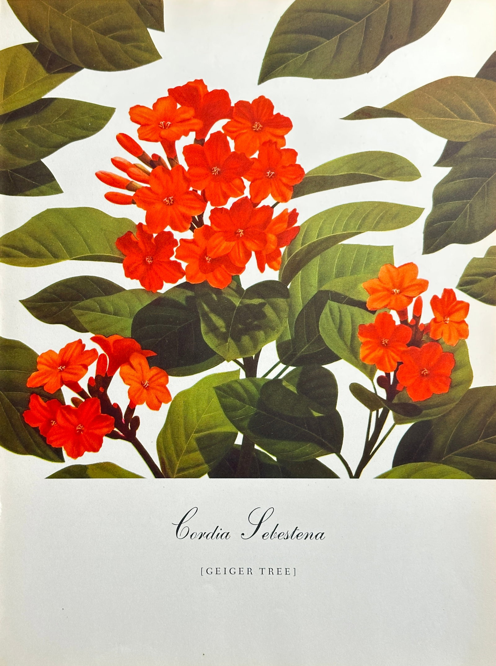Bernard Pertchik (1900–1983), after – Geiger Tree (Cordia Sebestena) – Offset print (20th: This vibrant offset print is based on a botanical illustration by Bernard Pertchik, depicting a branch of the Geiger Tree (Cordia Sebestena). The image features a striking cluster of large, glossy lea