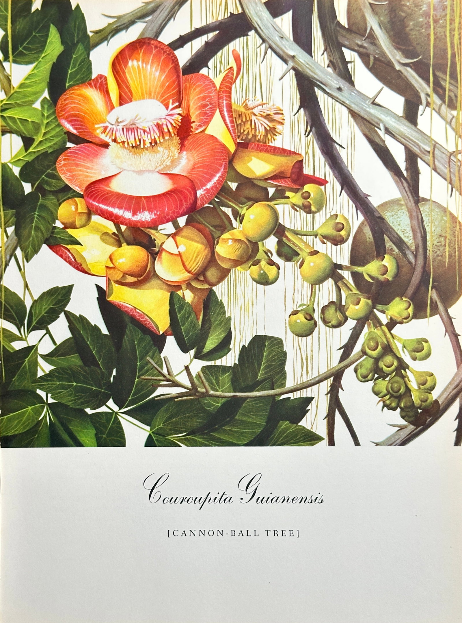 Bernard Pertchik (1900–1983), after – Cannon-Ball Tree (Couroupita Guianensis) – Offset print: This vibrant offset print is based on a botanical illustration by Bernard Pertchik, depicting a cluster of the spectacular flowers of the Cannon-Ball Tree (Couroupita Guianensis). The image is a close