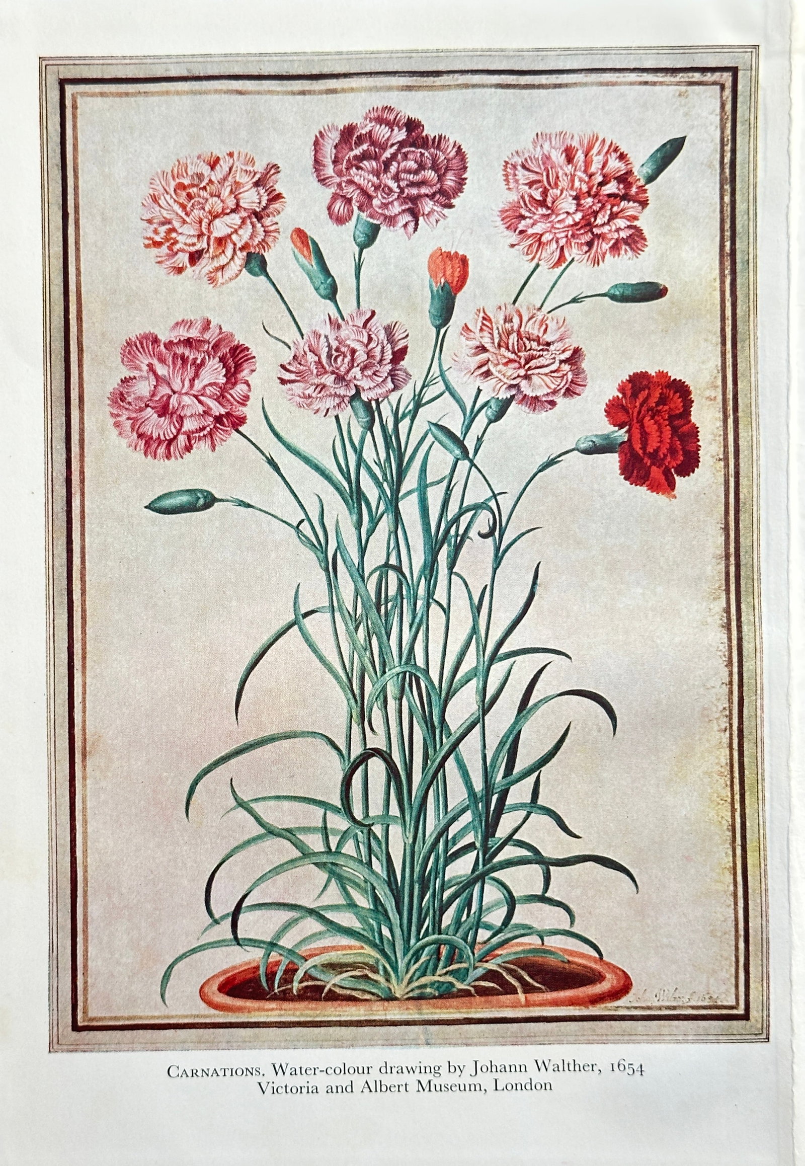 Johann Walther (1604–1676), after – Carnations (Garsations) – Offset print (20th Century): This offset print is based on a watercolor drawing of Carnations (Garsations) by Johann Walther. The illustration depicts a full plant emerging from a terracotta pot, displaying multiple double-blooms