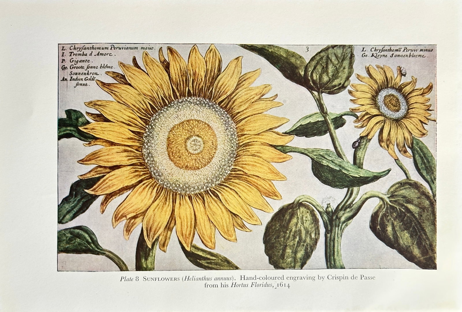 Crispijn de Passe (c. 1594–c. 1670), after – Sunflowers (Helianthus Major) from the Hortus: This offset print is based on a hand-coloured engraving by Crispijn de Passe, depicting two highly detailed Sunflowers (Helianthus major), one large and dominant, the other smaller, with robust stems 