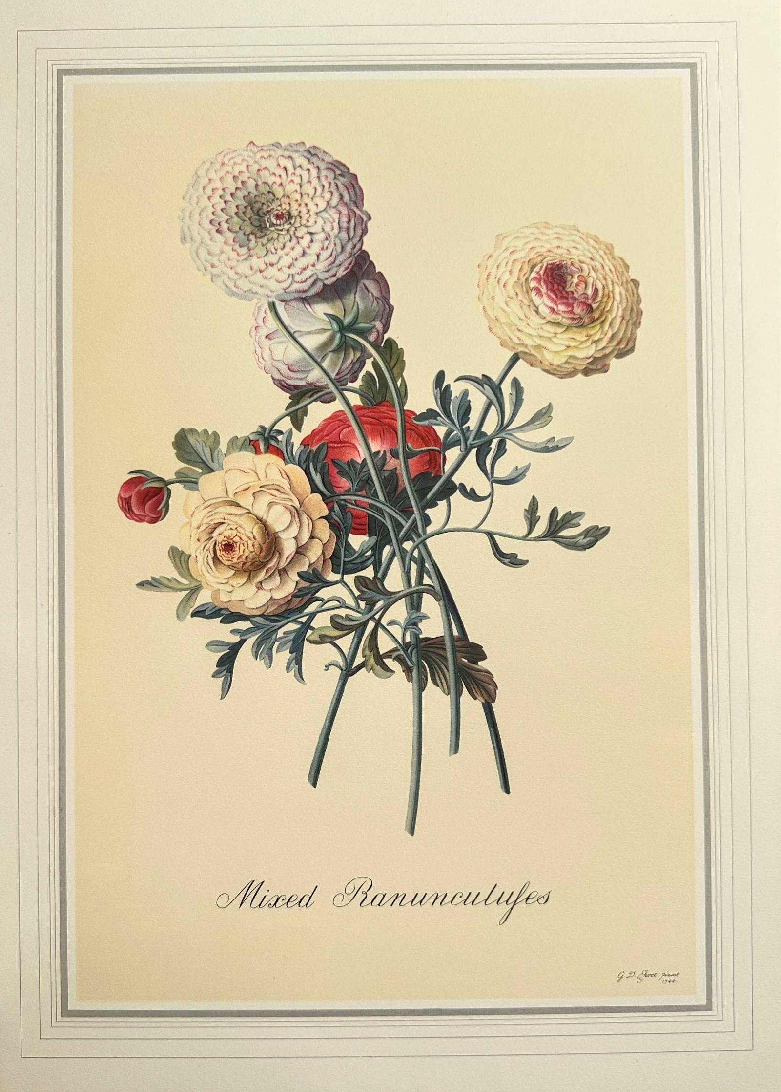 Georg Dionysius Ehret (1708–1770), after – Mixed Ranunculuses – Offset print (20th Century) (1 of 2)