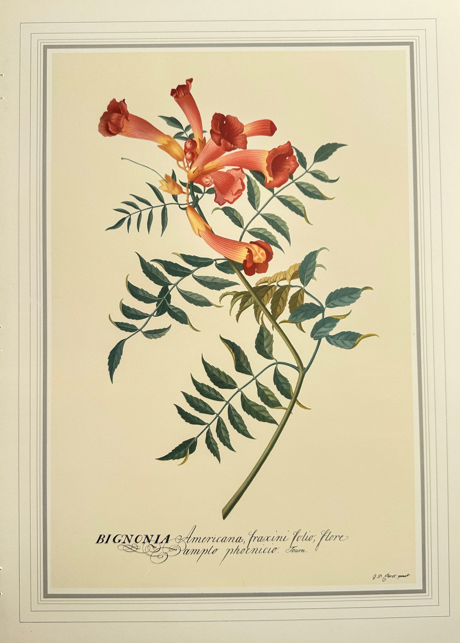 Georg Dionysius Ehret (1708–1770), after – Trumpet Creeper (Bignonia Americana) – Offset print (1 of 2)