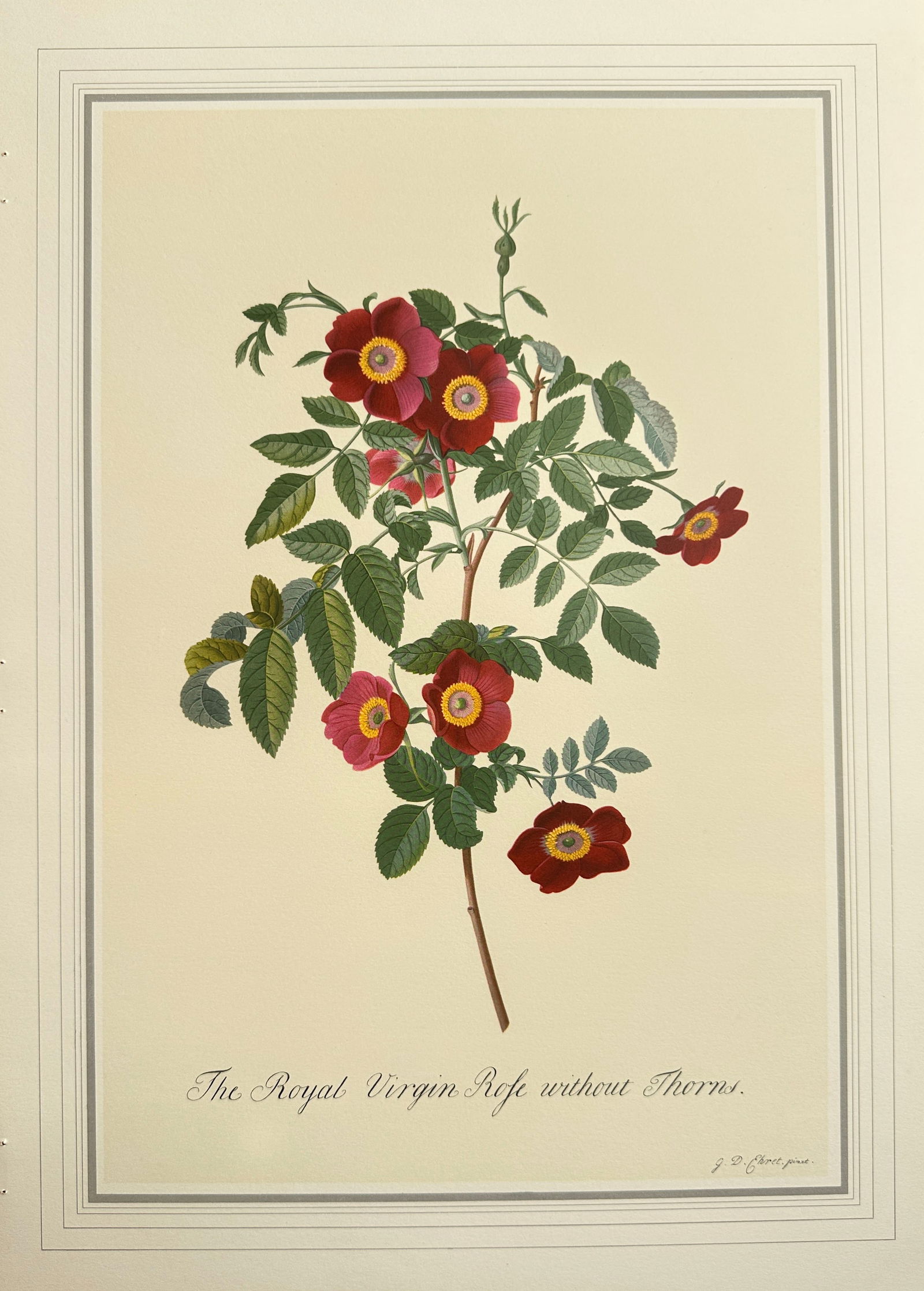 Georg Dionysius Ehret (1708–1770), after – The Royal Virgin Rose without Thorns – Offset print (1 of 2)