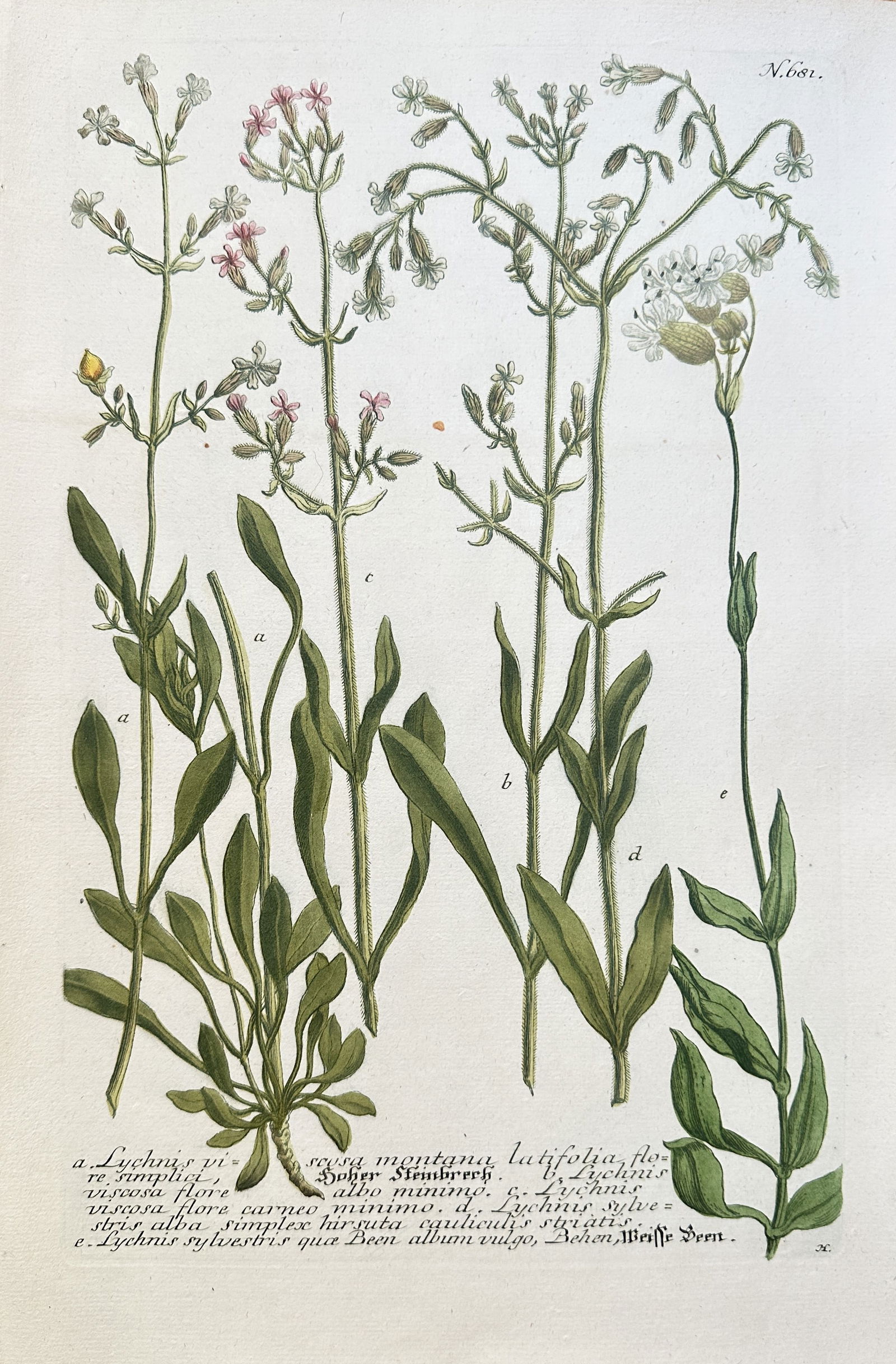Johann Wilhelm Weinmann (1683–1741) – Various Species of Lychnis and Campion (1 of 2)