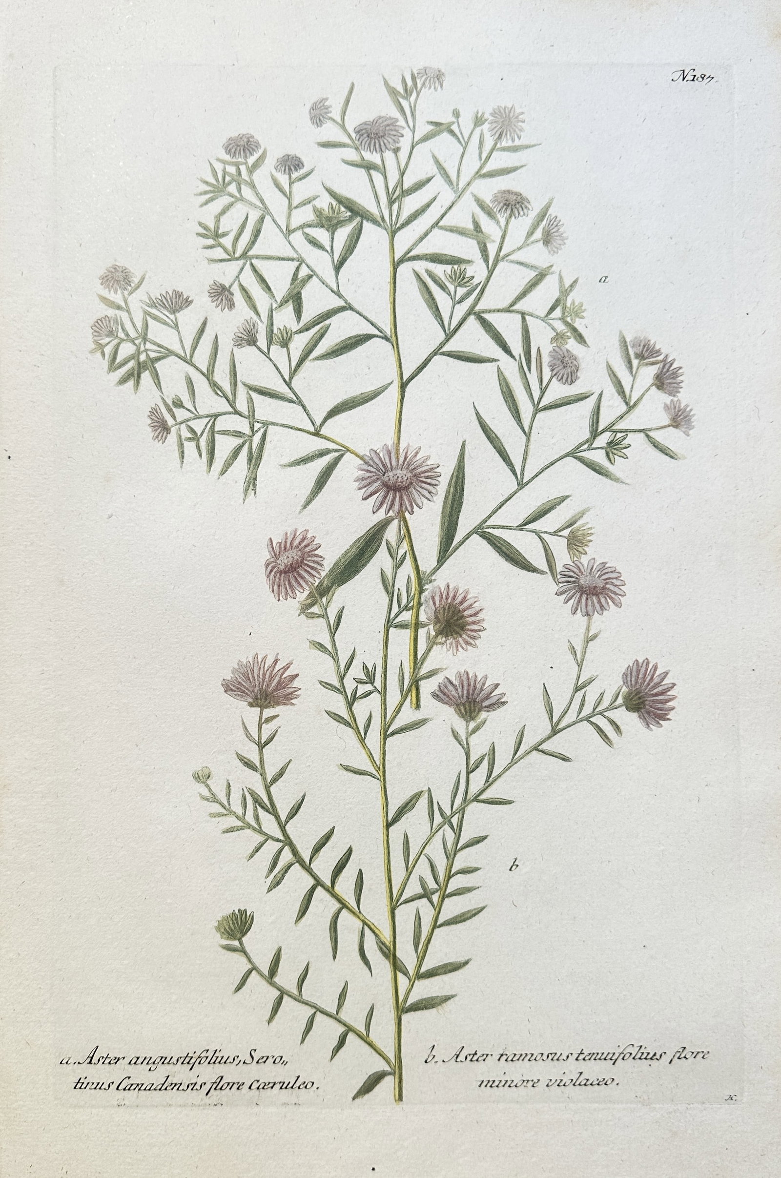 Johann Wilhelm Weinmann (1683–1741) – Narrow-leaved and Thin-leaved Aster Species: This hand-coloured engraving depicts two tall, branching plants from the Aster genus, which were often known as Starworts. Specimen (a) is identified as a narrow-leaved species (Aster angustifolium) w