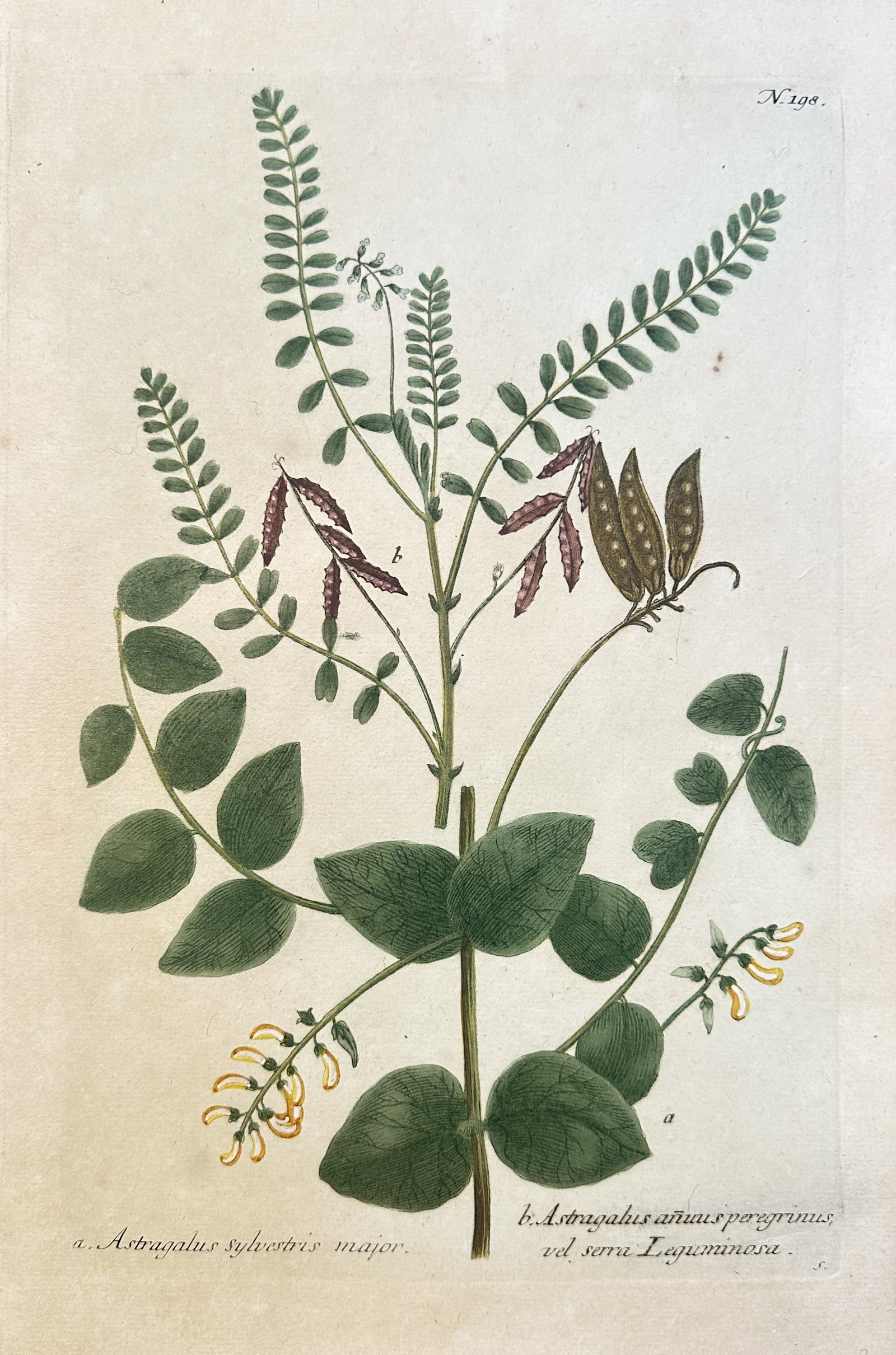 Johann Wilhelm Weinmann (1683–1741) – Various Species of Milk Vetch – Hand-coloured engraving: This hand-coloured engraving illustrates two species from the legume genus Astragalus, commonly known as Milk Vetch. Specimen (a), Astragalus sylvestris major, is shown with large, rounded leaves and 