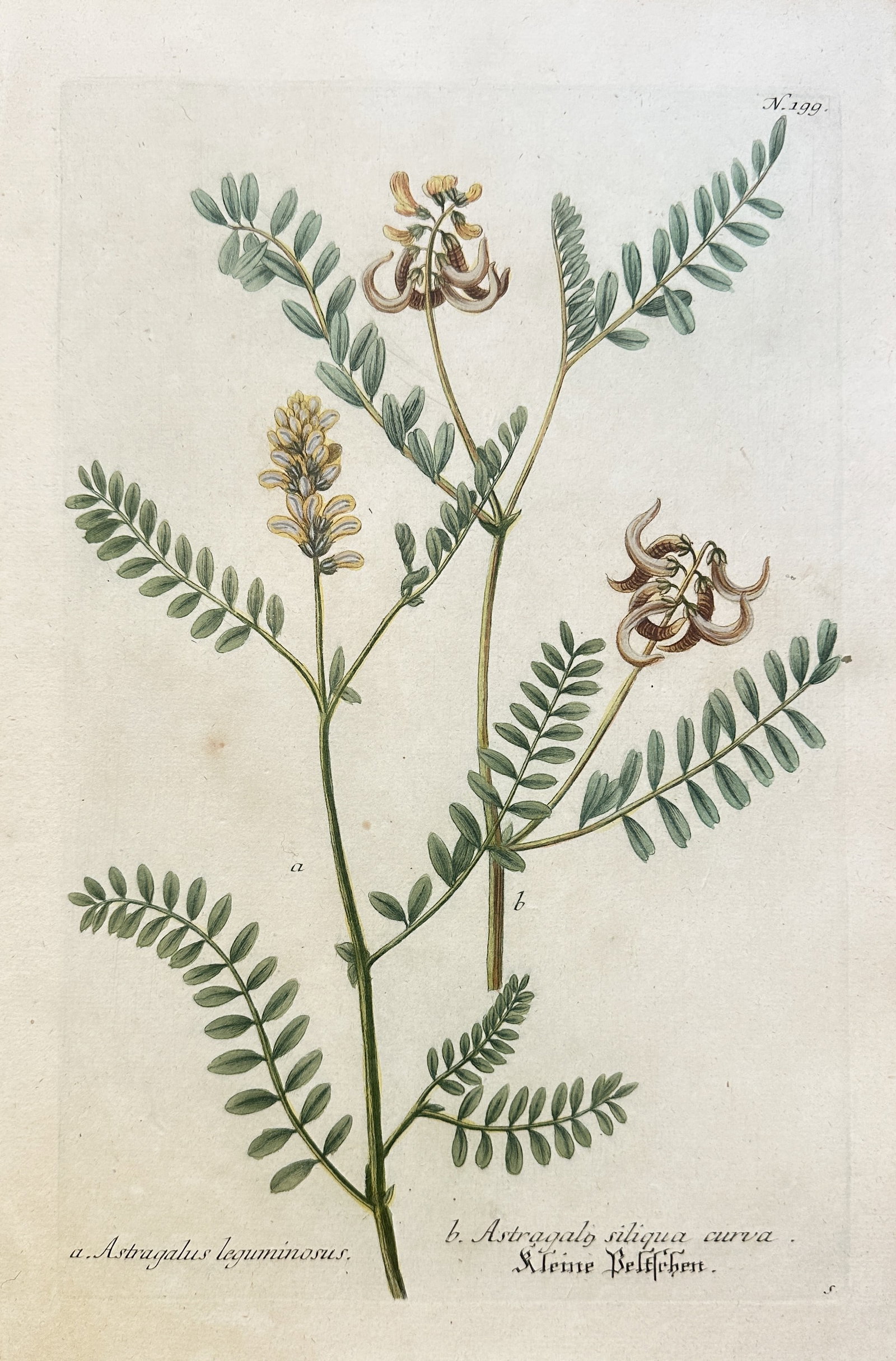 Johann Wilhelm Weinmann (1683–1741) – Milk Vetch and Sickle-Pod Vetch Species: This hand-coloured engraving illustrates two leguminous plants with pinnate foliage. Specimen (a) is identified as a species of Milk Vetch (Astragalus leguminosus), featuring a spike of pale yellow, p