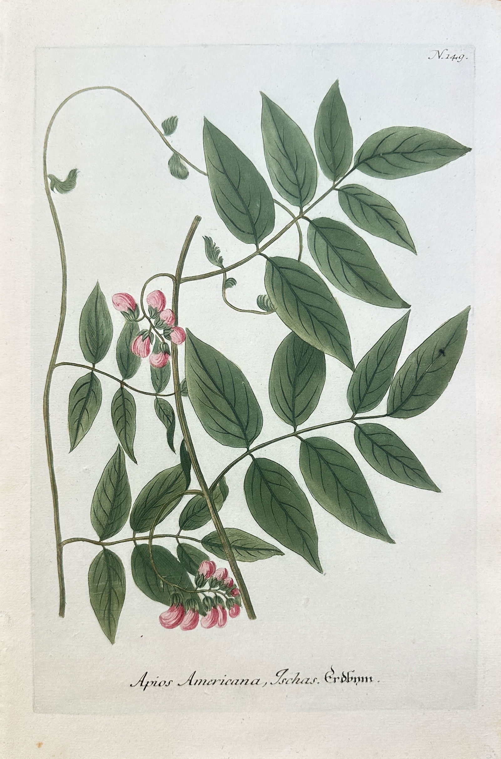Johann Wilhelm Weinmann (1683–1741) – American Groundnut – Hand-coloured engraving (Circa (1 of 2)