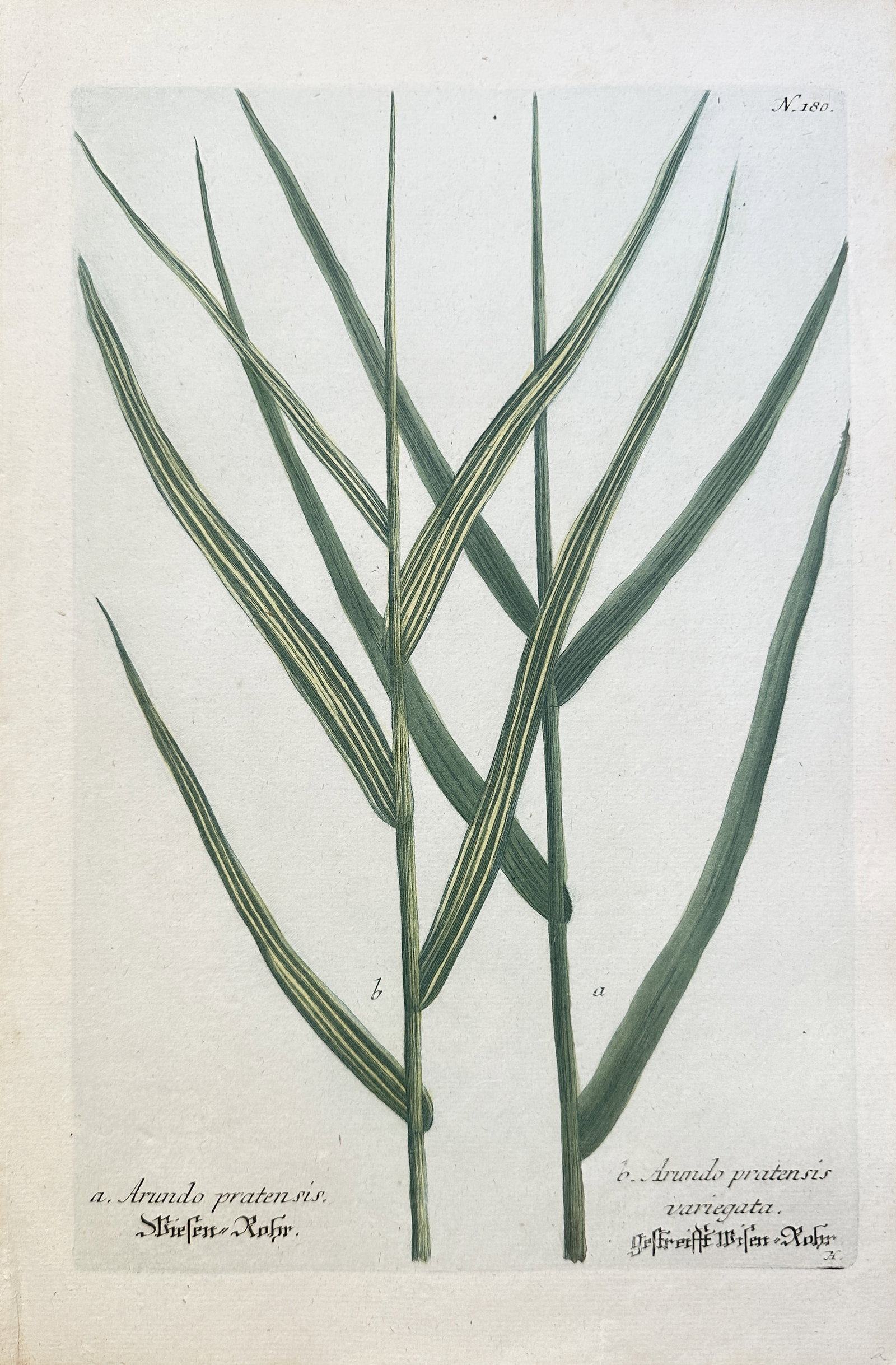 Johann Wilhelm Weinmann (1683–1741) – Variegated Meadow Reed Grass – Hand-coloured engraving: This hand-coloured engraving is a botanical plate dedicated entirely to two varieties of Meadow Reed Grass (Arundo pratensis). The illustration focuses on the large, bladed leaves of the plant, with s