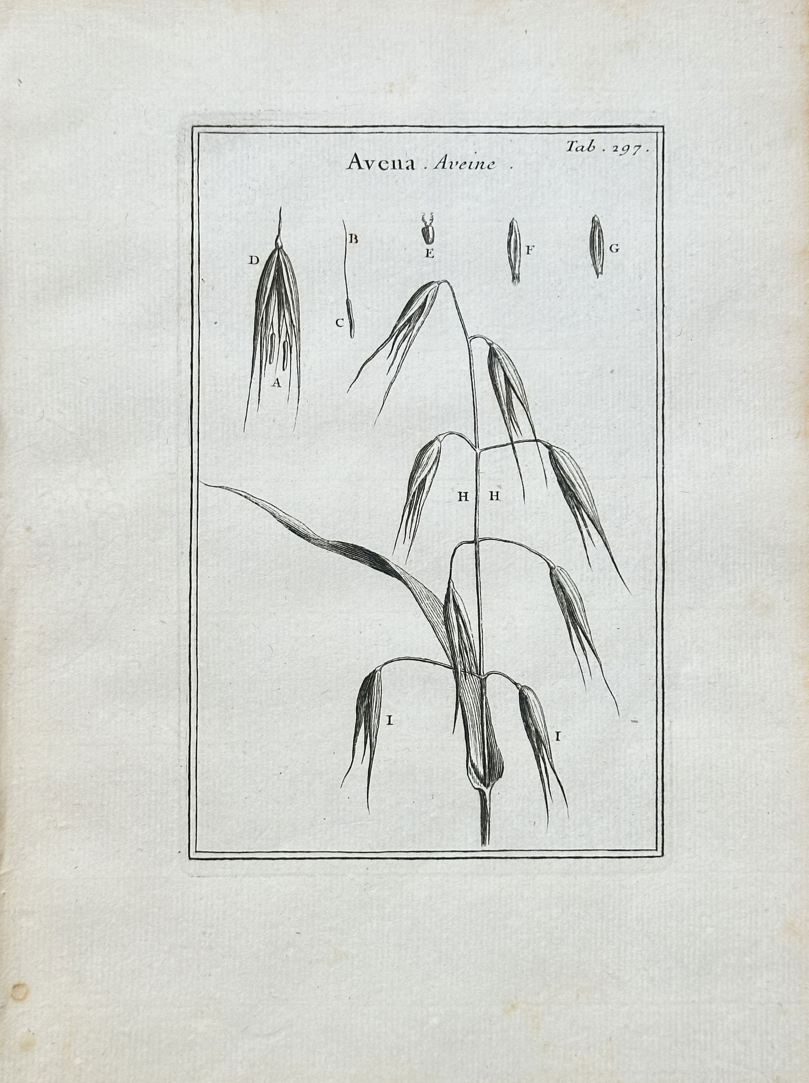 Joseph Pitton de Tournefort (1656–1708) – Anatomical Study of Oats (Avena) – Engraving (Circa (1 of 2)