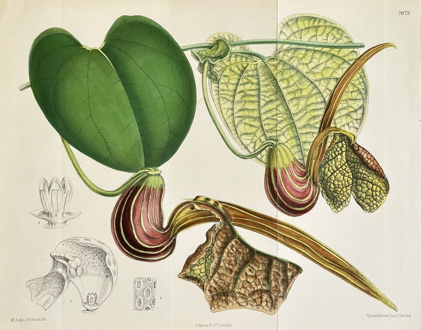 William Curtis (1746-1799) – Aristolochia Ornithocephala (Bird's Head Birthwort) –: This detailed, vibrantly colored print illustrates the Bird's Head Birthwort (Aristolochia ornithocephala), a South American vine notable for its uniquely shaped flowers that resemble a bird's head. T