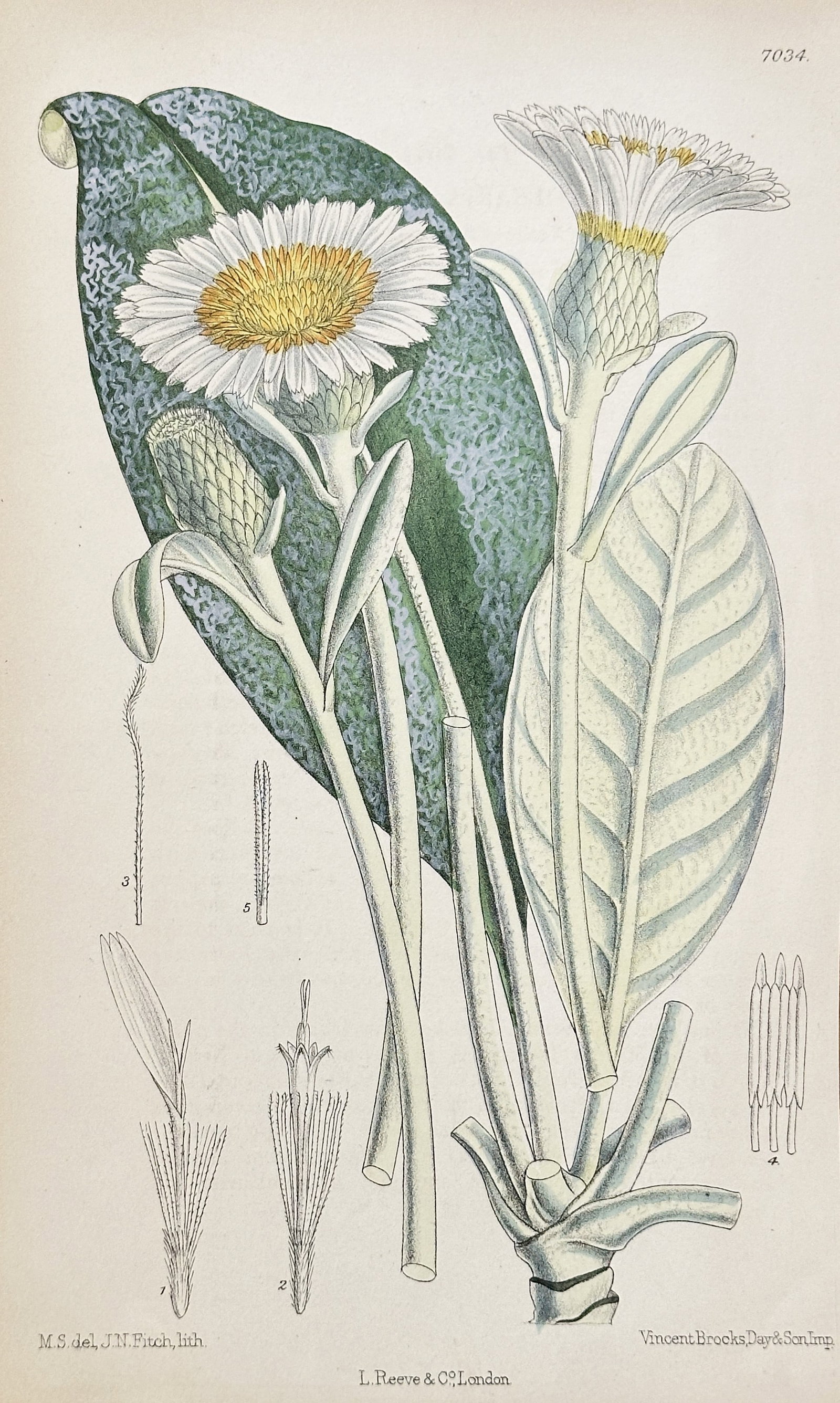 William Curtis (1746-1799) – Haplopappus Species (Possibly Haplopappus baylahuen) –: This detailed, vibrantly colored print illustrates a flowering plant from the Haplopappus or related genus (family Asteraceae), possibly Haplopappus baylahuen, a species known for its medicinal uses. 