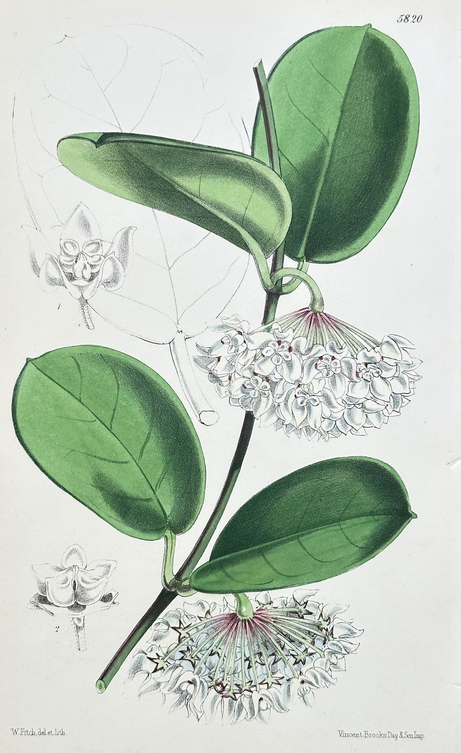 William Curtis (1746-1799) – Hoya Species (Hoya coronaria or Hoya carnosa) – Chromolithograph: This vibrantly colored print illustrates a species of Hoya, commonly known as a Wax Plant or Porcelain Flower. The climbing vine is depicted with large, fleshy, oval green leaves and two dense, pendul