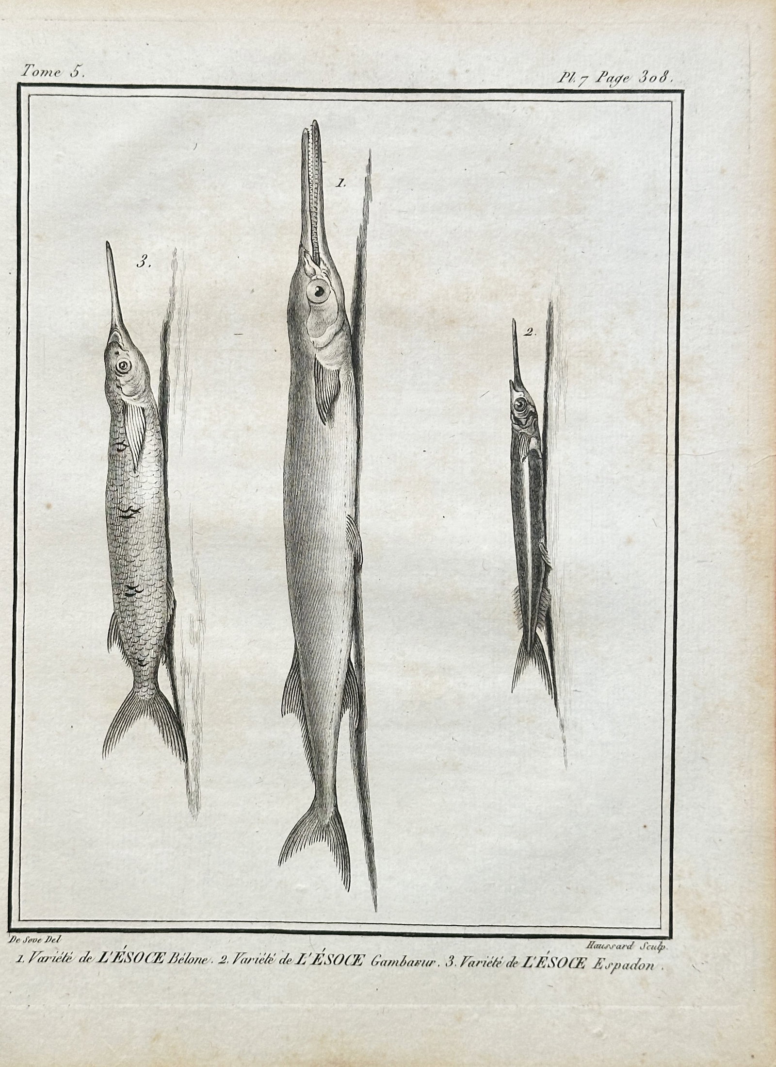 Georges-Louis Leclerc, Comte de Buffon (1707–1788) – Various Species of Garfish and Needlefish: This black and white engraving, published for a volume of Georges-Louis Leclerc, Comte de Buffon’s monumental Histoire Naturelle, illustrates three long-bodied, slender marine fish. All three specim