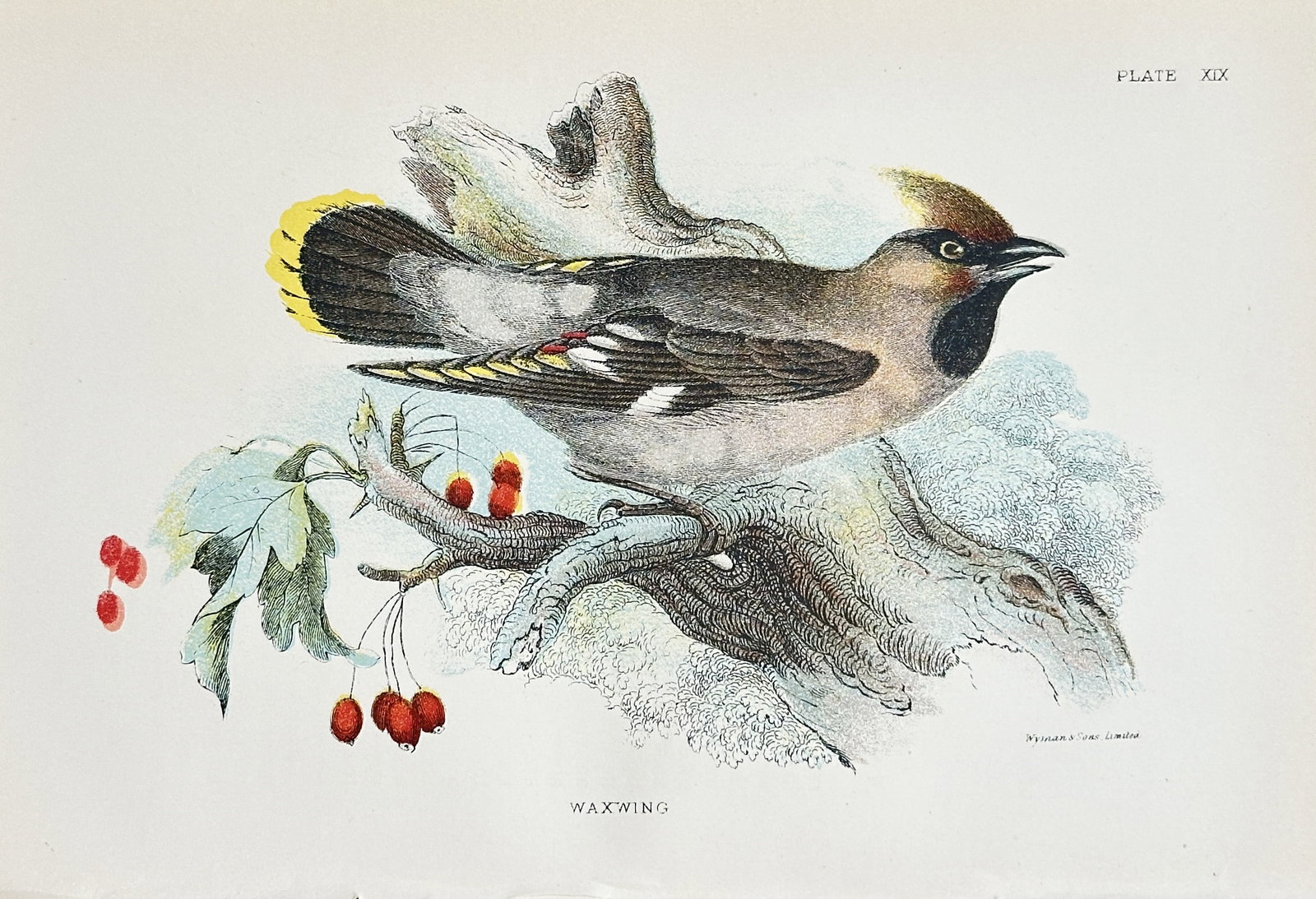 Richard Bowdler Sharpe (1847–1909) – Waxwing – Chromolithograph (Late 19th Century): This vividly colored illustration, titled "Waxwing," depicts a single bird (Bombycilla garrulus), characterized by its prominent crest, black mask, and the distinctive waxy red tips on its secondary w
