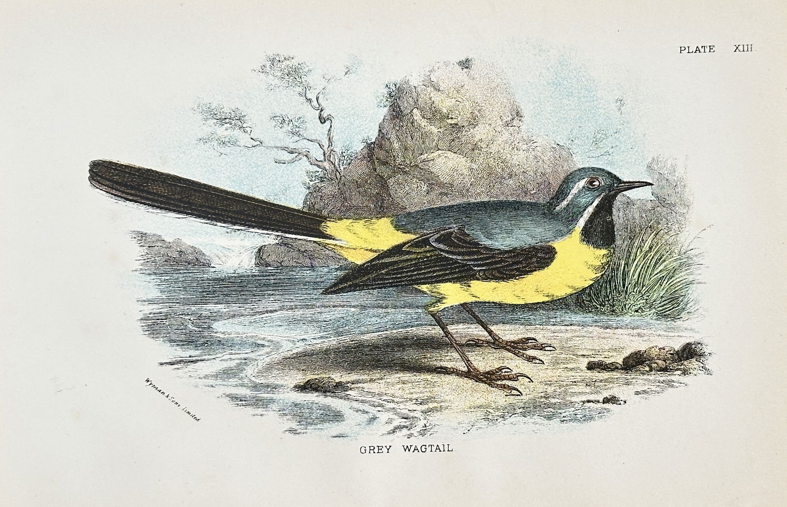 Richard Bowdler Sharpe (1847–1909) – Grey Wagtail – Chromolithograph (Late 19th Century) (1 of 2)