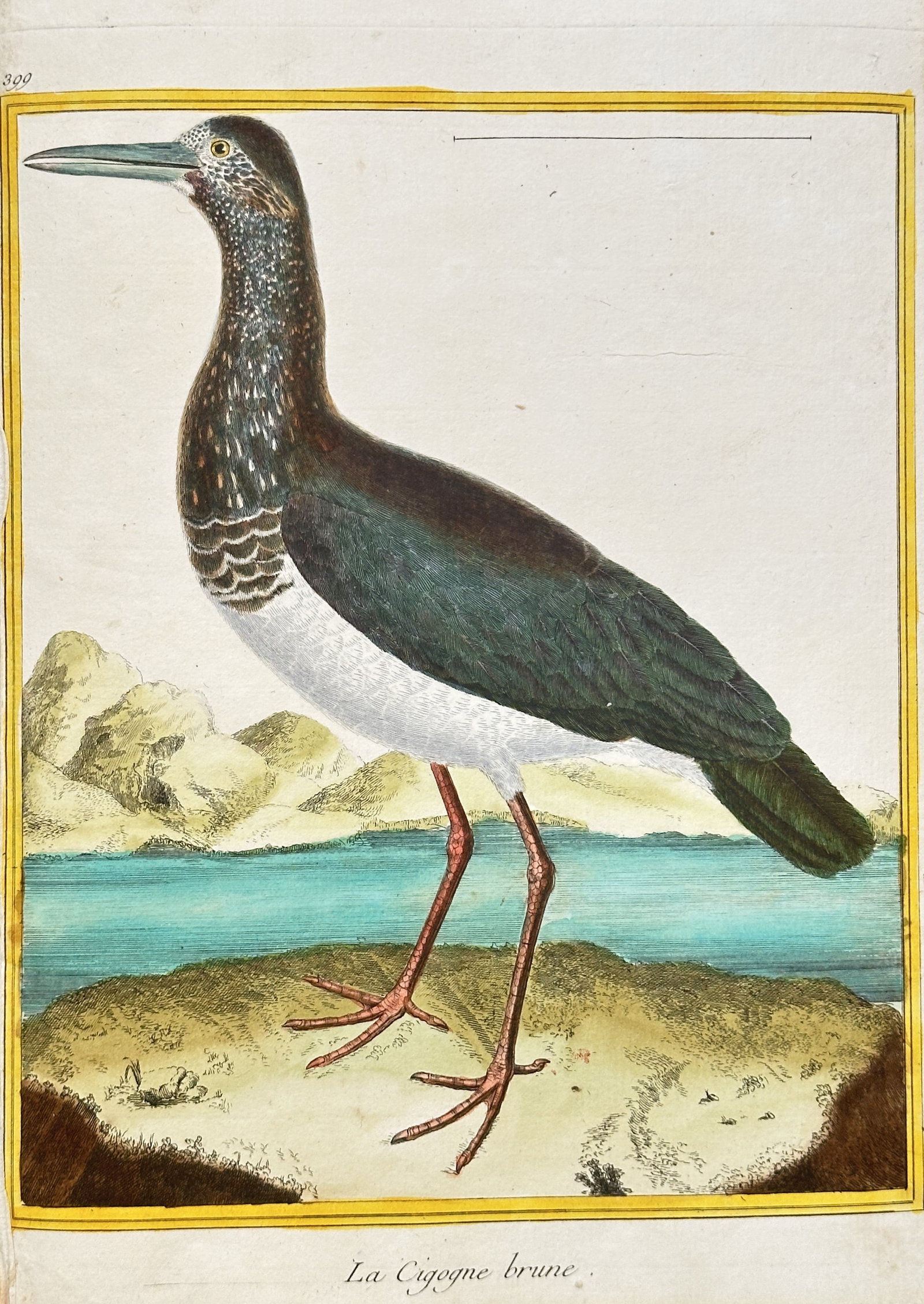 François-Nicolas Martinet (c. 1731–1800) – The Brown Stork (La Cigogne brune): This detailed, hand-coloured engraving, titled "La Cigogne brune" (The Brown Stork), illustrates a large wading bird. The bird is depicted in profile, characterized by its long legs, reddish shanks, l