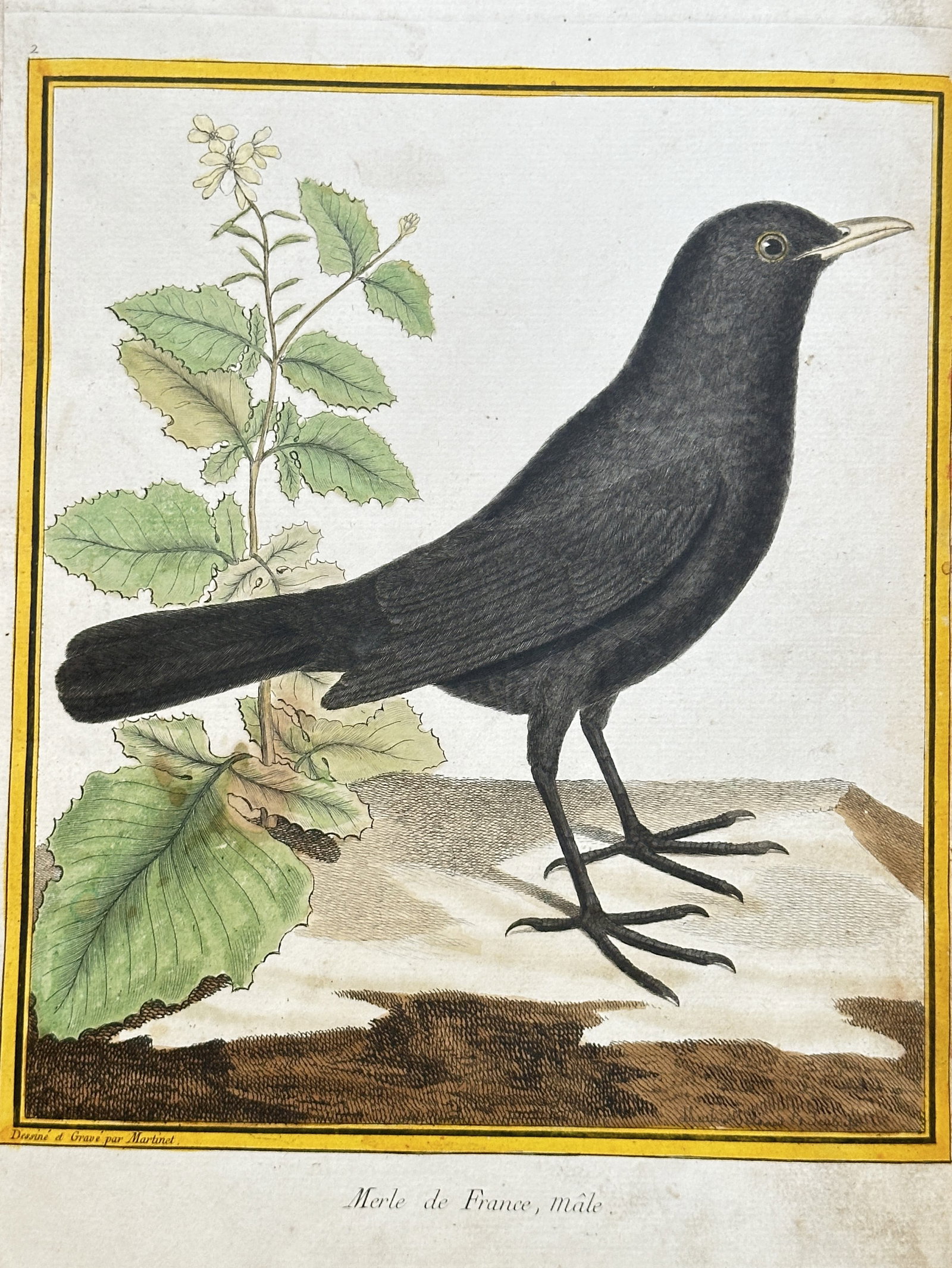 François-Nicolas Martinet (c. 1731–1800) – Blackbird from France, Male – Hand-coloured: This detailed, hand-coloured engraving illustrates the Blackbird from France, Male (Merle de France, mâle). The bird is depicted in profile, standing on a patch of ground next to a flowering plant. I