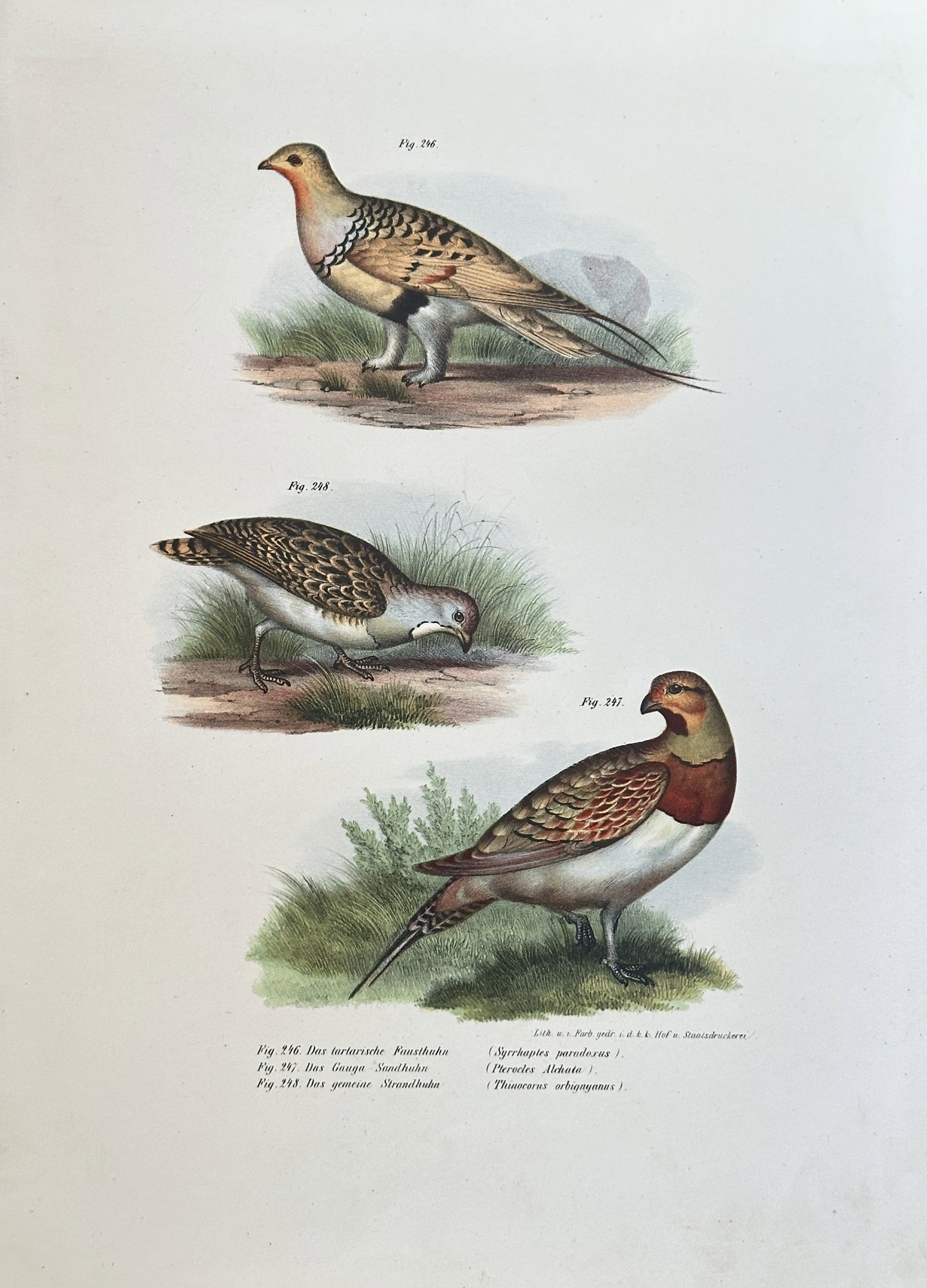 Karl Russ (1833–1899), after – Three Sandgrouse Species – Chromolithograph (1864): This vividly colored illustration is a scientific print featuring three distinct species of Sandgrouse (family Pteroclidae), including the Tibetan, Pallas's, and Chestnut-bellied Sandgrouse. The birds