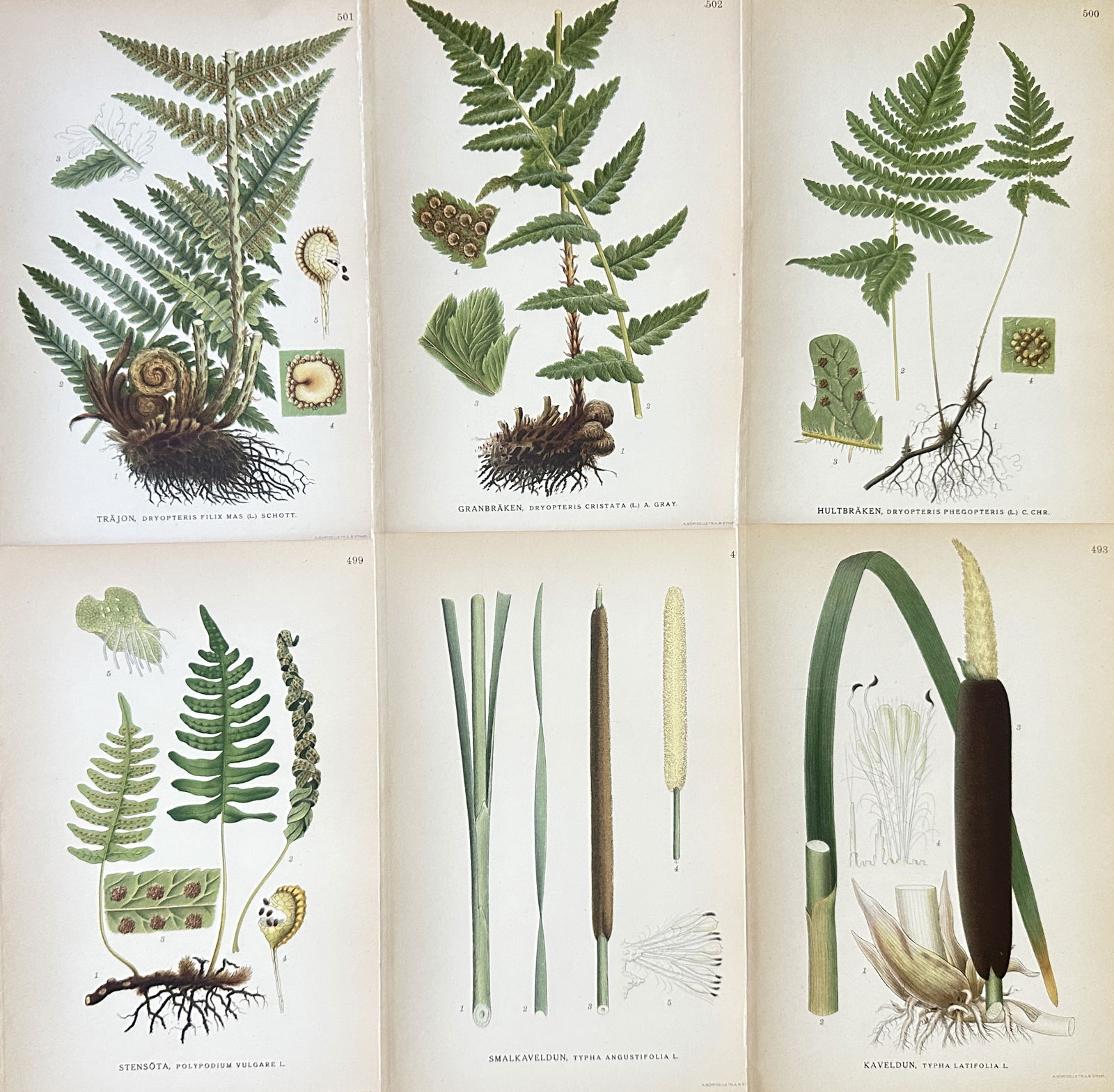 Carl Lindman – Set of 6: Swedish and Nordic Ferns, Rushes, and Cattails – Chromolithograph (1 of 2)