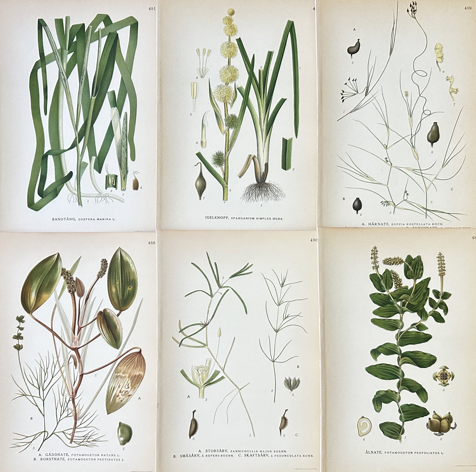 Carl Lindman – Set of 6: Swedish and Nordic Aquatic Plants – Chromolithograph (1917–1926): This is a matched set of six chromolithographs illustrating various species of Swedish and Nordic aquatic flora, including pondweeds and similar plants. The prints originate from Carl Lindman's major 