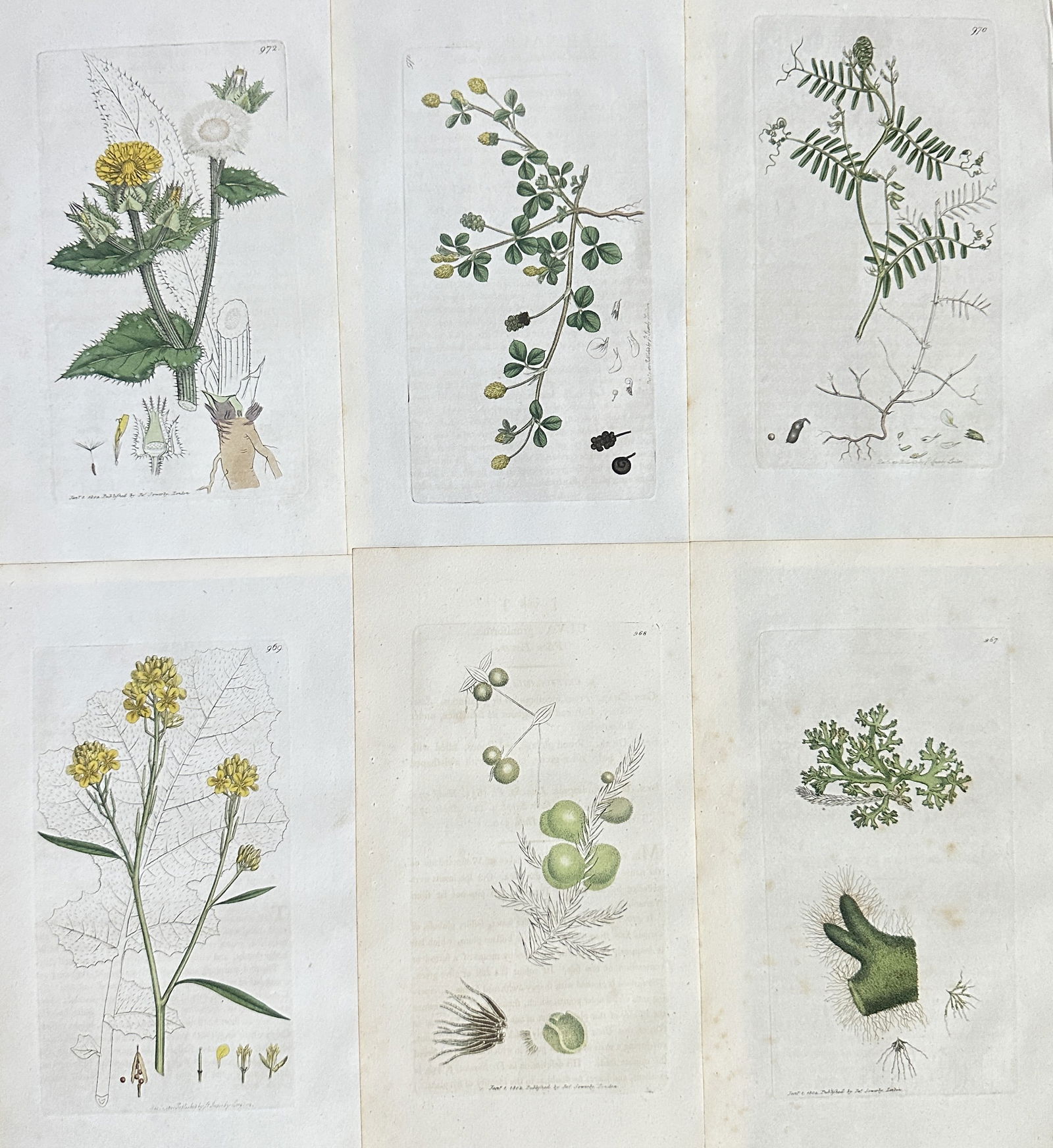 James Sowerby – Set of 6: British Flora (Wildflowers, Legumes, and Mosses) – Hand-coloured (1 of 2)