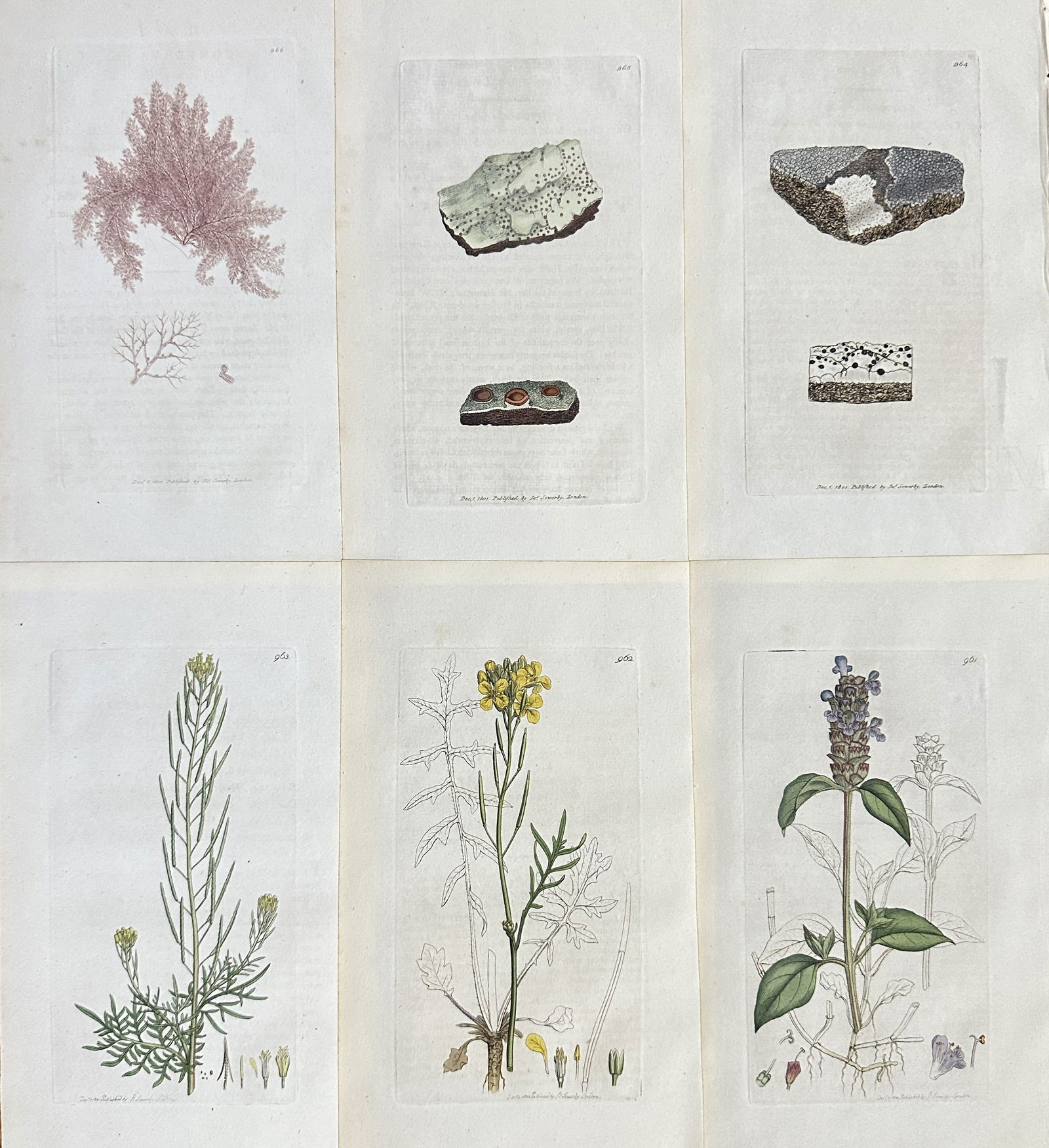 James Sowerby – Set of 6: British Flora (Seaweed, Lichens, and Flowering Plants) (1 of 2)
