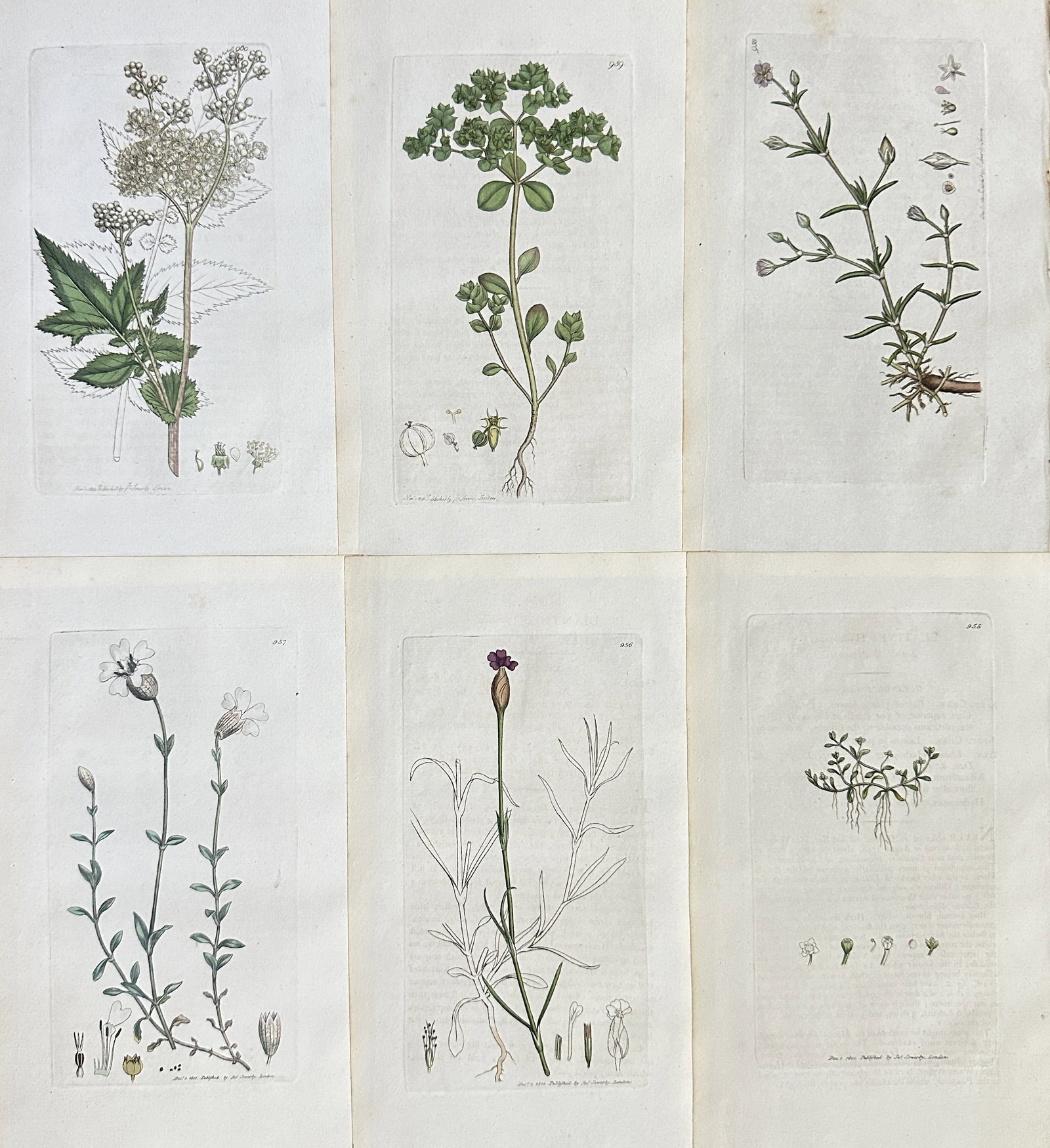 James Sowerby – Set of 6: British Flora (Meadowsweet, Pimpernel, and Wildflowers): This is a matched set of six hand-coloured botanical plates illustrating various species of British flora, including herbs and wildflowers. The prints feature diverse subjects such as a flowering mead