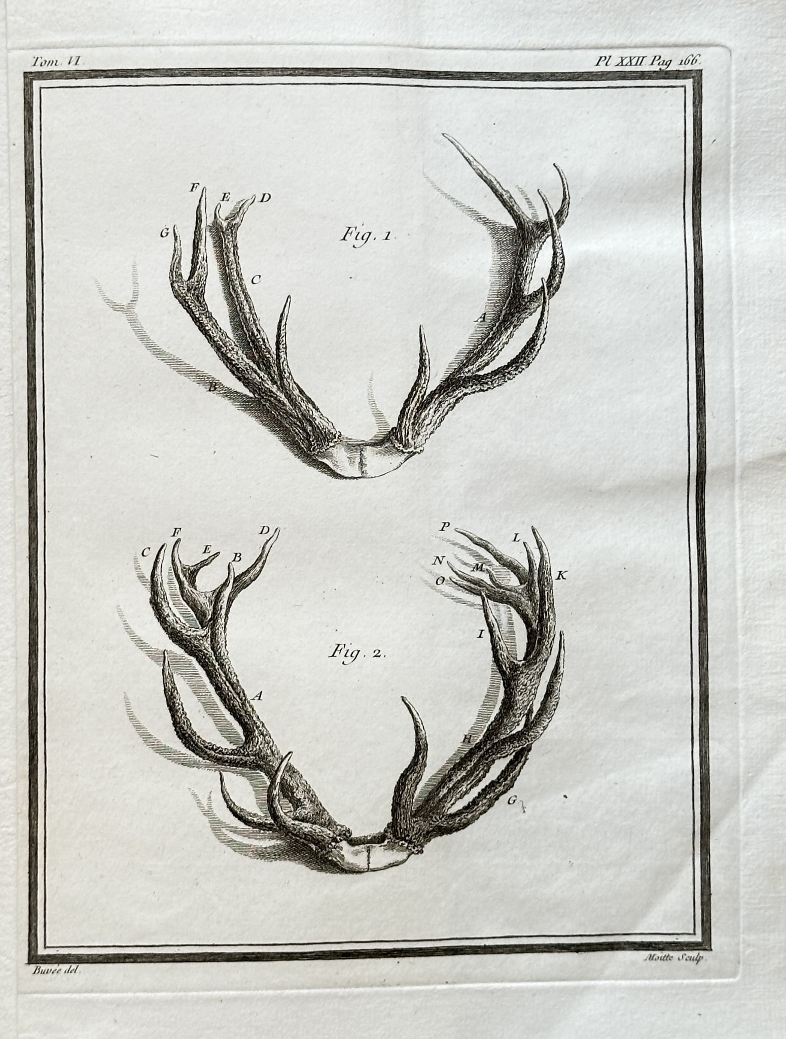 Georges-Louis Leclerc, Comte de Buffon – Anatomical Study of Roe Deer Antlers: This detailed anatomical engraving provides a scientific illustration of two sets of roe deer antlers. The illustration is from Buffon's monumental work, Histoire Naturelle, générale et particulièr
