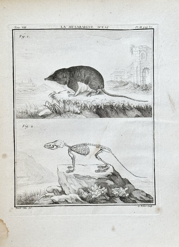 Georges Louis Leclerc, Comte de Buffon (1707–1788) – The Water Shrew – Engraving (1761): This engraving from the publication Histoire Naturelle is a scientific illustration depicting a water shrew and its skeleton. The work provides a detailed comparative view of the animal, showcasing th