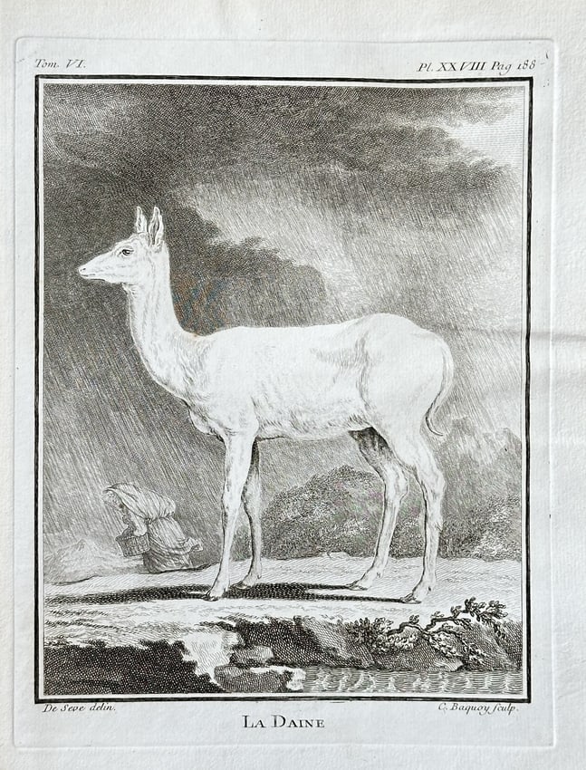 Jacques Eustache de Sève (1747–c. 1820) – The Fallow Deer (Albino) – Engraving (1756) (1 of 2)