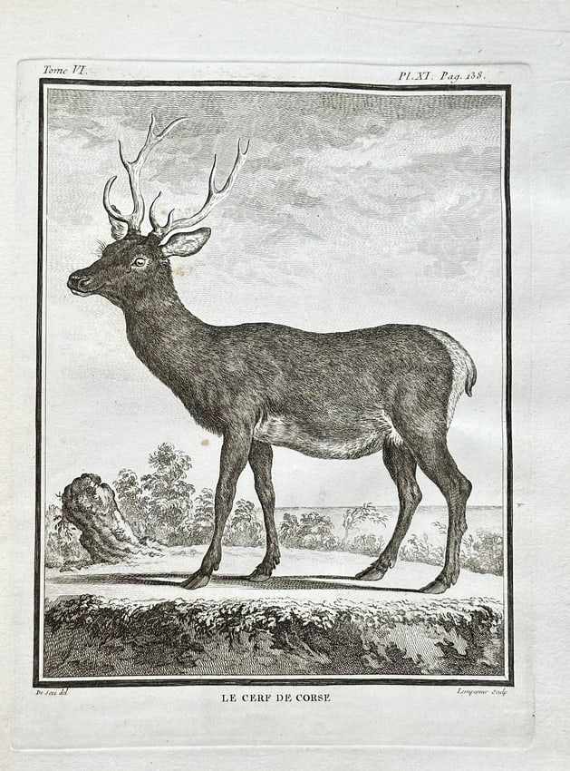 Georges Louis Leclerc, Comte de Buffon (1707–1788) – The Corsican Deer – Engraving (1782): This engraving from the publication Histoire Naturelle is a scientific illustration depicting a Corsican Deer with its antlers. The work provides a detailed view of the animal in a landscape, showcasi