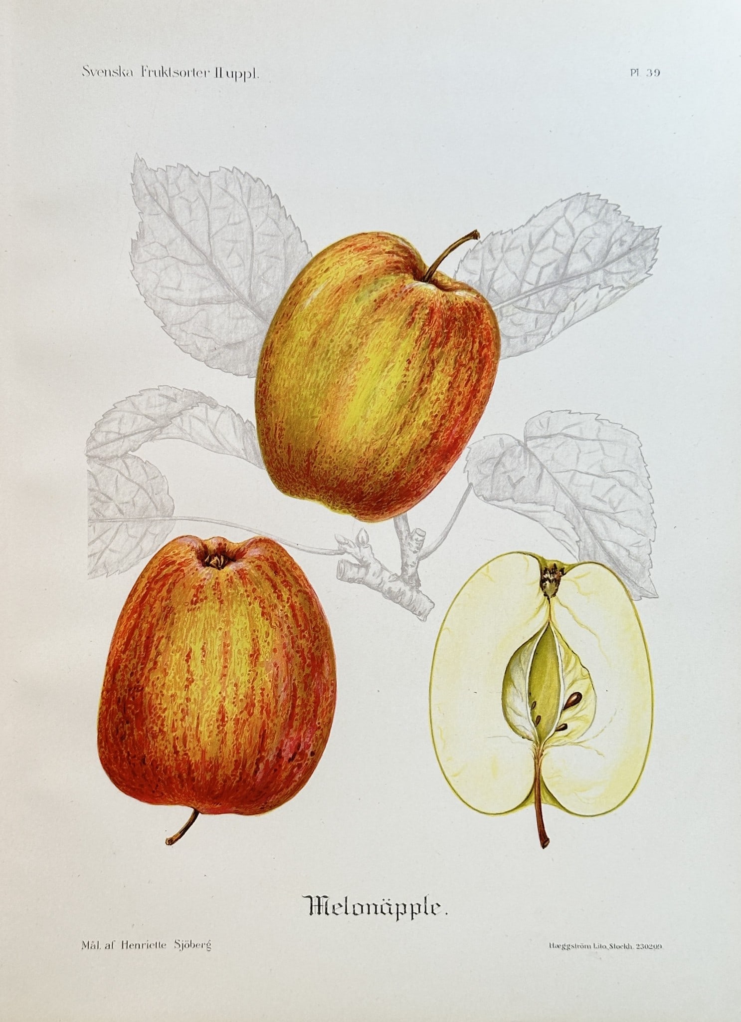 Henriette Sjöberg (1862–1912) – Melon Apple – Colour lithograph (1909) (1 of 3)
