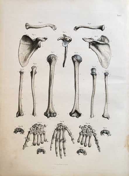 Carl Ernest Bock (1809–1874) – Anatomical Studies of the Shoulder, Arm, and Hand: This detailed anatomical engraving is from the publication Handbuch der Anatomie des Menschen (Handbook of Human Anatomy), published in Leipzig, Germany. The print, a fine example of 19th-century medi