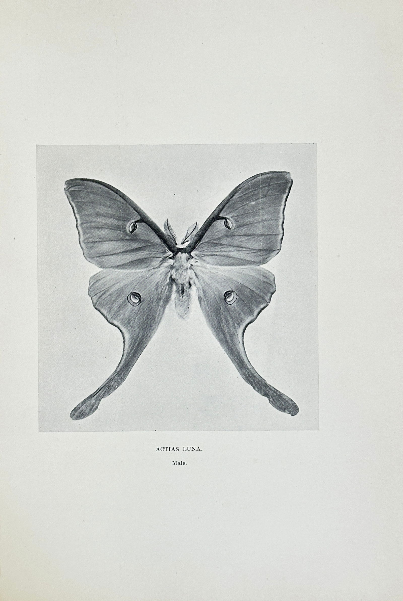 Sherman F. Denton (1856–1937) – The Luna Moth – Halftone Print (20th Century) (1 of 3)