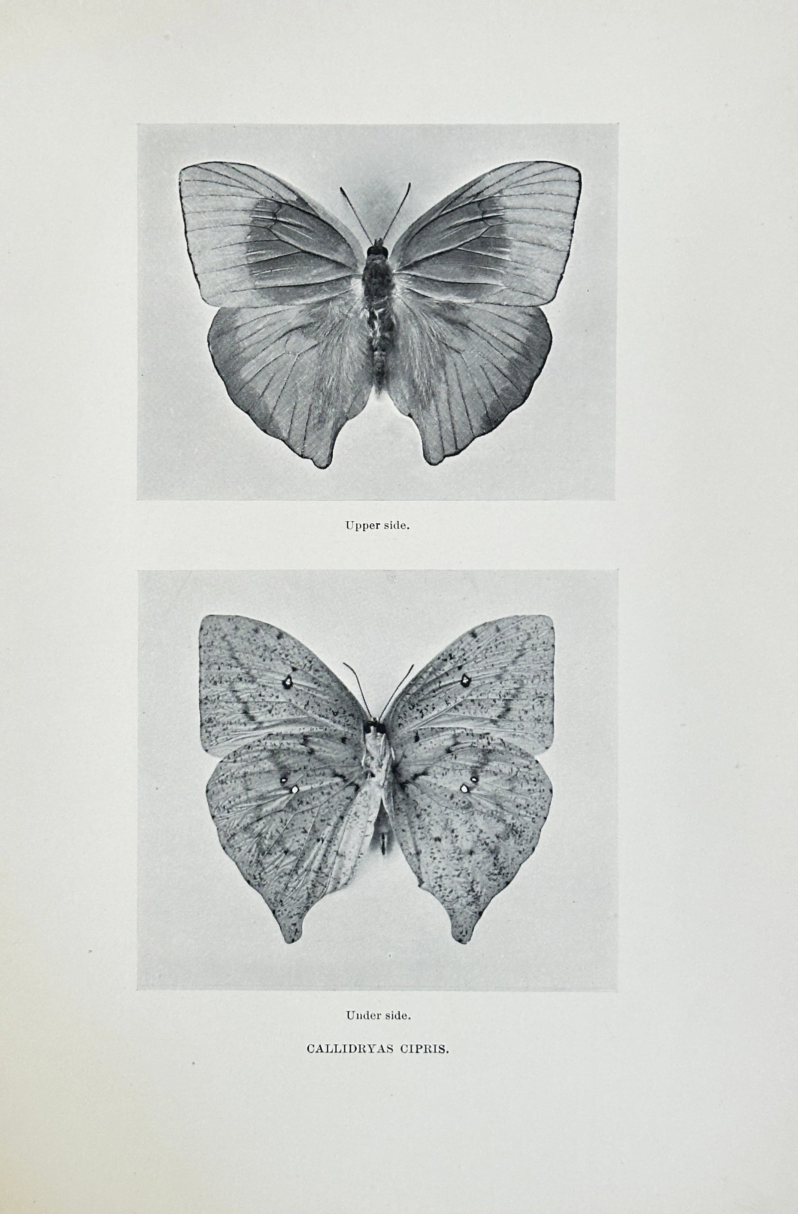 Sherman F. Denton (1856–1937) – The Tailed Sulphur – Halftone Print (20th Century): This halftone print is a detailed scientific illustration of the Tailed Sulphur (Callidryas cipris), showing both the upper side and under side of the butterfly. The plate originates from the comprehe