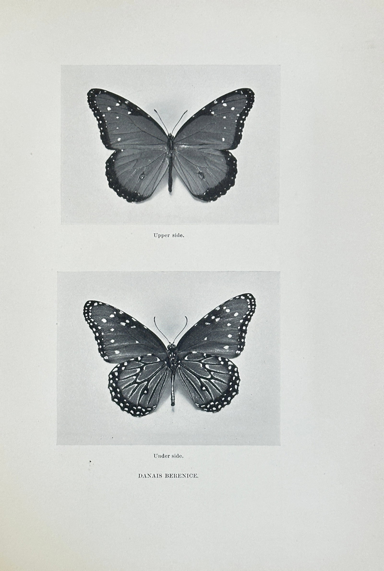 Sherman F. Denton (1856–1937) – The Queen Butterfly – Halftone Print (20th Century): This halftone print is a detailed scientific illustration of the Queen Butterfly (Danais berenice), showing both the upper side and under side of the butterfly, a close relative of the Monarch found t