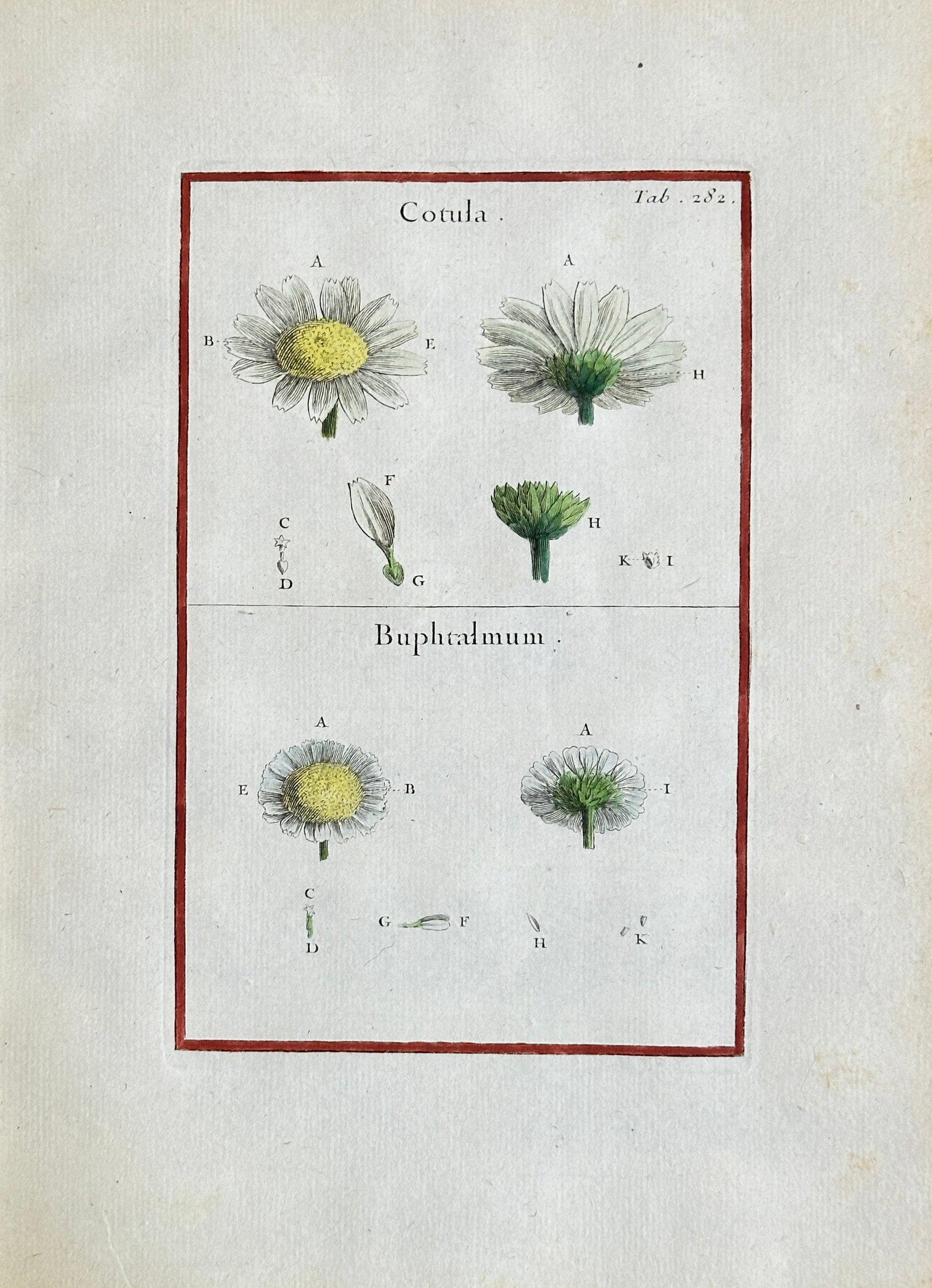 Joseph Pitton de Tournefort (1656–1708) – Cotula and Buphthalmum Dissections – Hand-coloured: This hand-coloured engraving is a highly detailed botanical illustration and anatomical study, depicting various stages and dissections of the flower genera Cotula (Chamomile/Mayweed) and Buphthalmum 