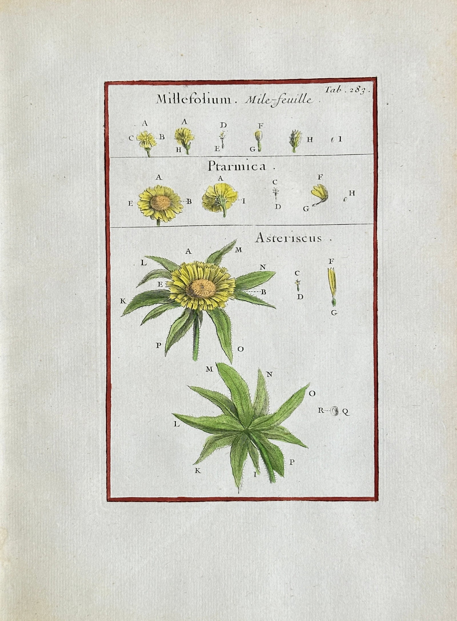 Joseph Pitton de Tournefort (1656–1708) – Millefolium, Ptarmica, and Asteriscus Botanical Study: This hand-coloured engraving is a detailed botanical illustration and anatomical study, depicting various stages and components of three plant genera: Millefolium (Yarrow), Ptarmica (Sneezewort), and 