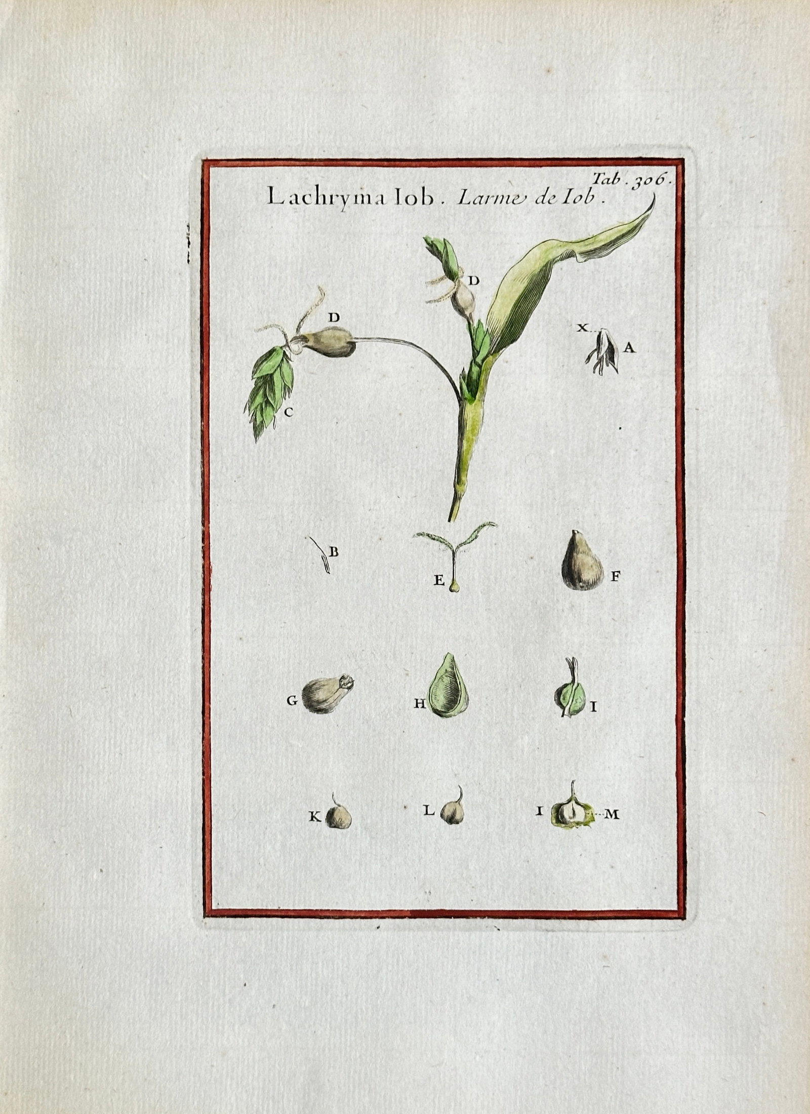 Joseph Pitton de Tournefort (1656–1708) – Job's Tears – Hand-coloured Engraving (Circa 1700): This hand-coloured engraving is a detailed botanical illustration depicting the Job's Tears plant (Lacryma Iob. or Larme de Iob.), focusing on the stem, leaves, and various detailed studies of its har