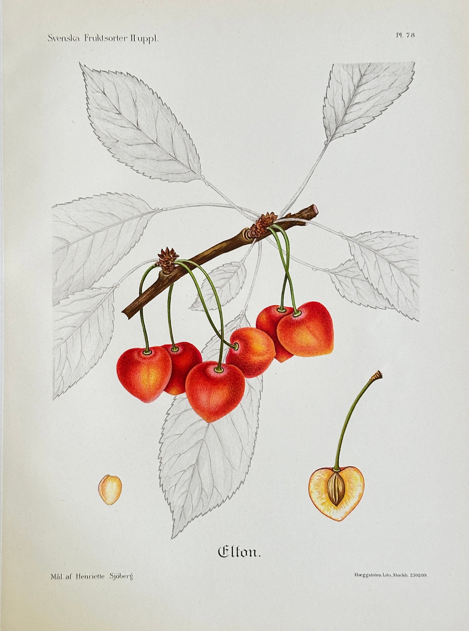 Henriette Sjoberg (1842–1915) – The Elton Cherry – Chromolithograph (20th Century): This high-quality chromolithograph is a detailed pomological illustration of the Elton Cherry, rendered with scientific accuracy to show a cluster of ripe fruit on the branch, along with a cross-secti