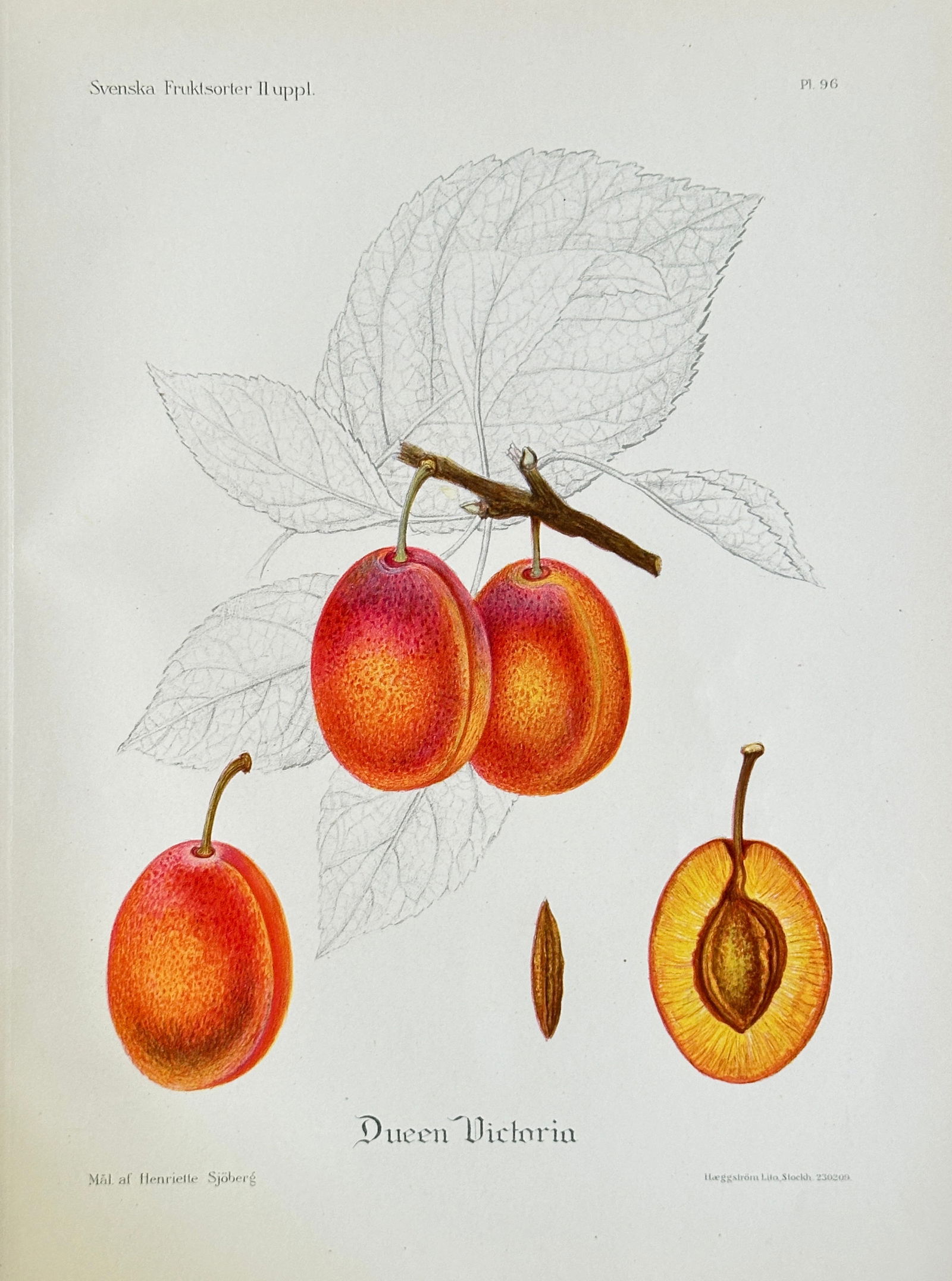 Henriette Sjoberg (1842–1915) – The Queen Victoria Plum – Chromolithograph (20th Century) (1 of 3)