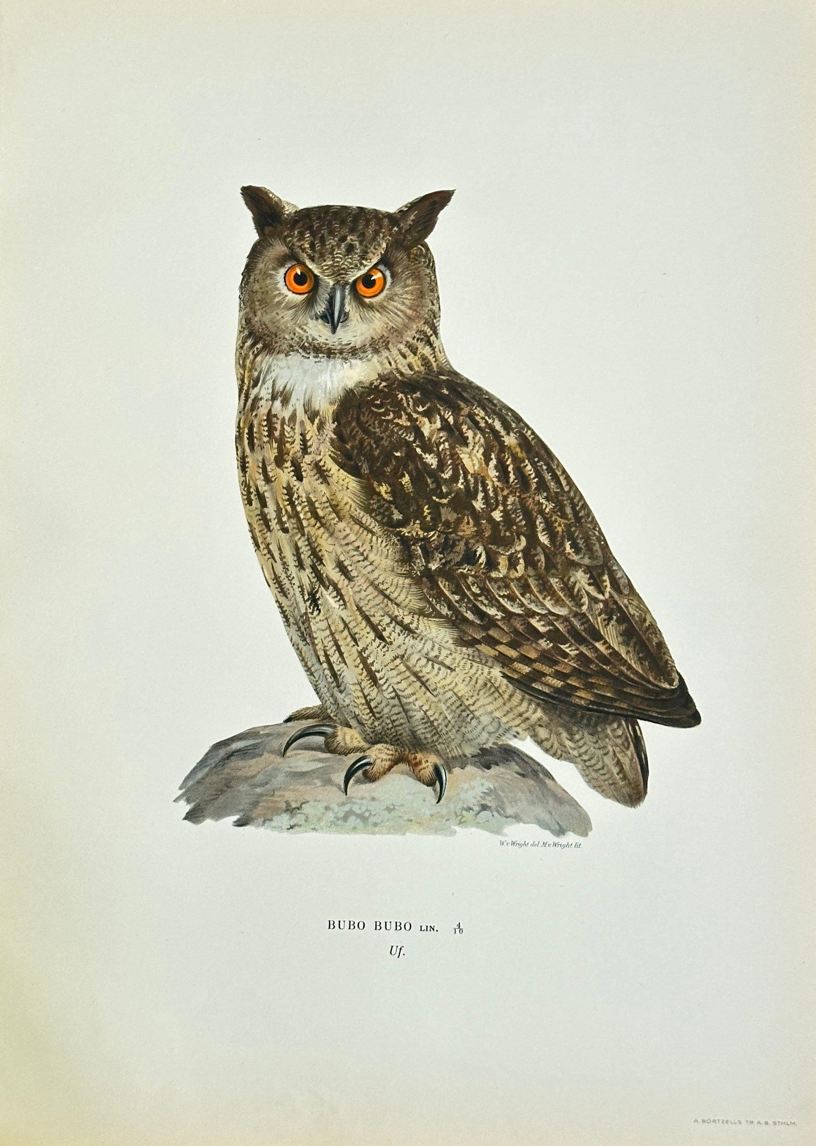 Wilhelm von Wright (1810–1887) – The Eurasian Eagle-Owl – Chromolithograph (19th Century): This color chromolithograph is a detailed ornithological illustration of the Eurasian Eagle-Owl (Bubo bubo), meticulously rendered in a standing position with characteristic ear tufts and striking ora