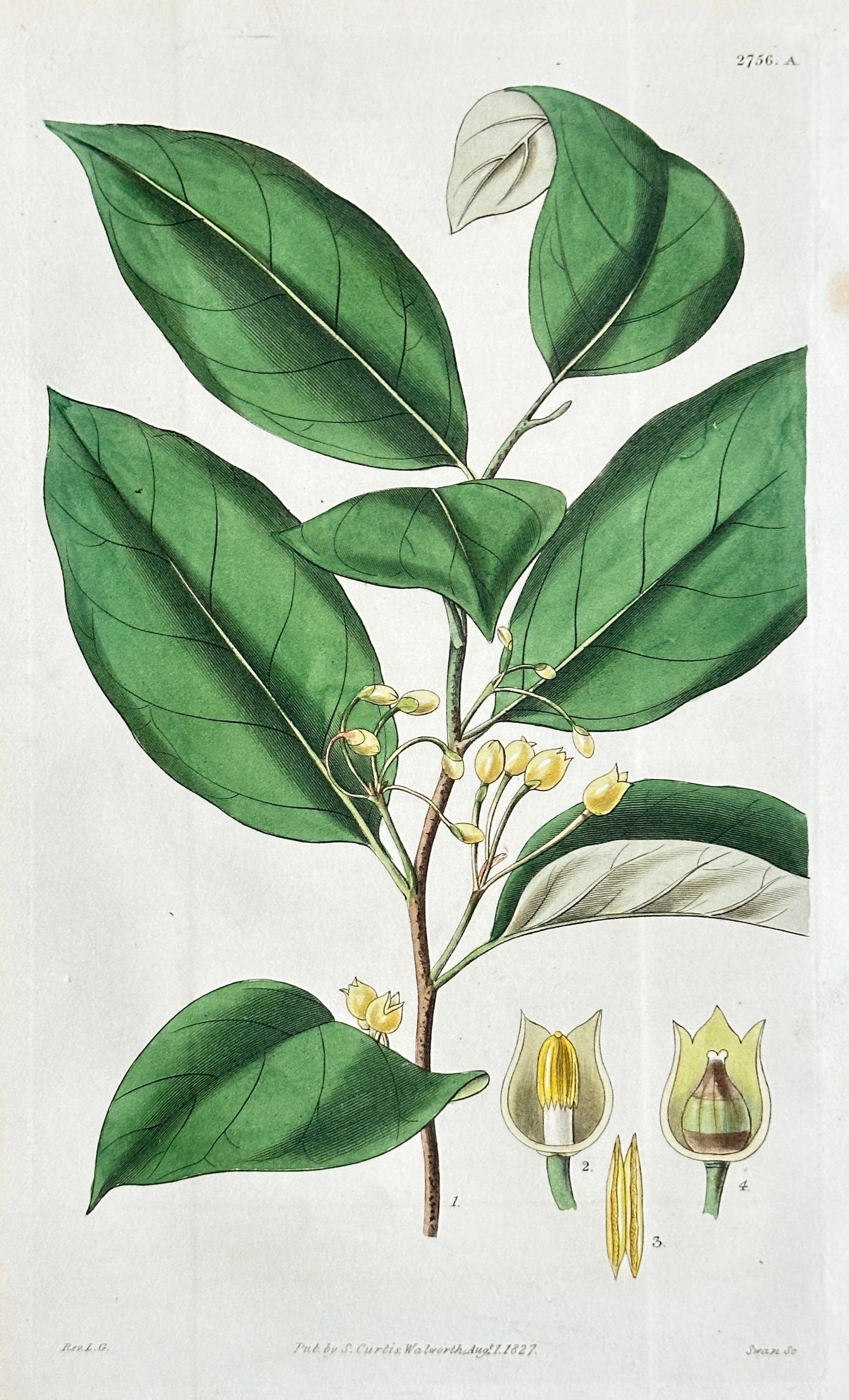 William Curtis (1746–1799) – Nutmeg Tree Branch – Hand-coloured Engraving (1827): This hand-coloured engraving is a botanical illustration of a branch of the Nutmeg Tree (Myristica fragrans), showing its large, prominent leaves and small flower clusters, along with highly detailed 