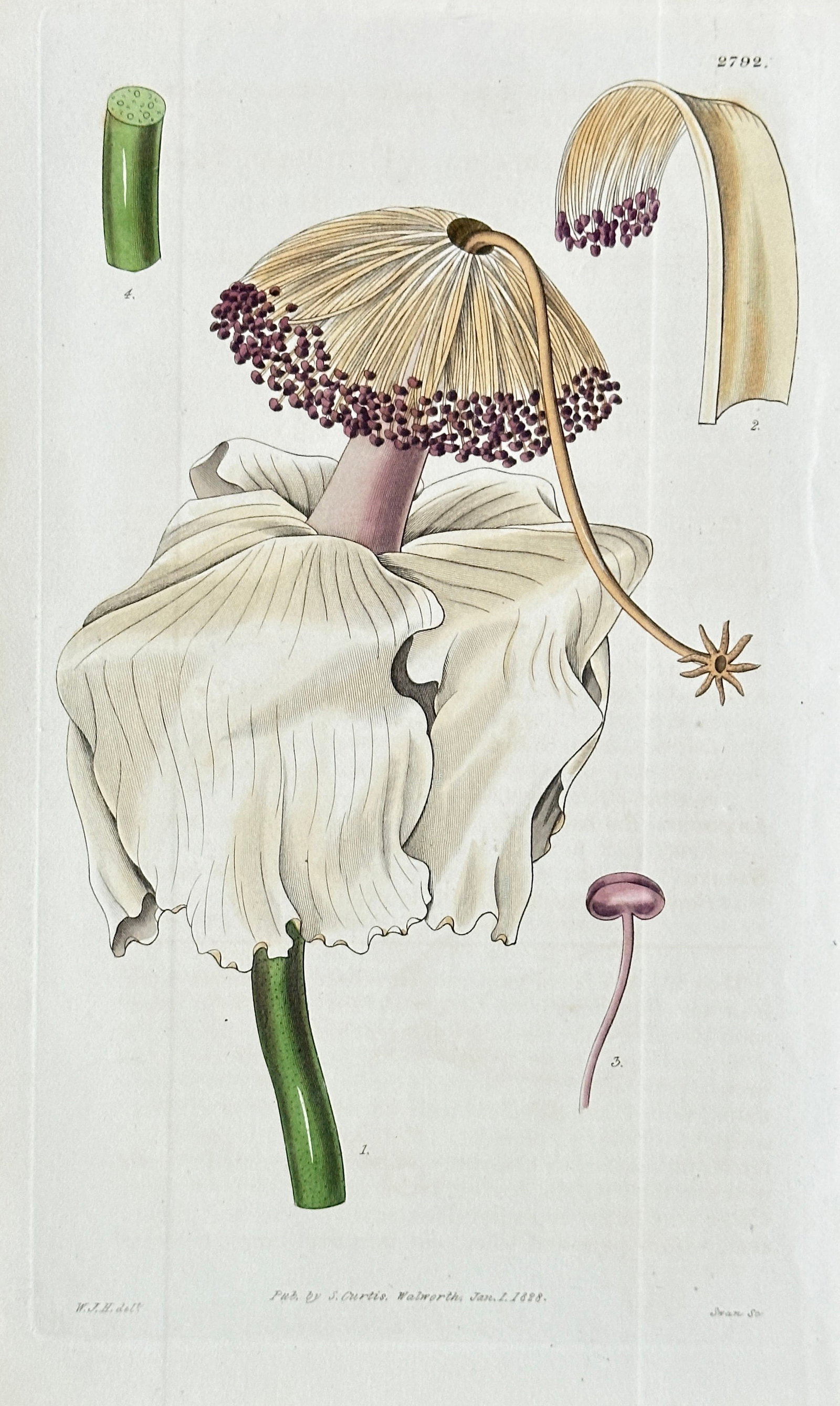 William Curtis (1746–1799) – Fringed Arum Flower – Hand-coloured Engraving (1828): This detailed hand-coloured engraving is a botanical illustration of a highly unusual and spectacular specimen, which we call the Fringed Arum Flower, showing its large, pale, ruffled spathe, central 