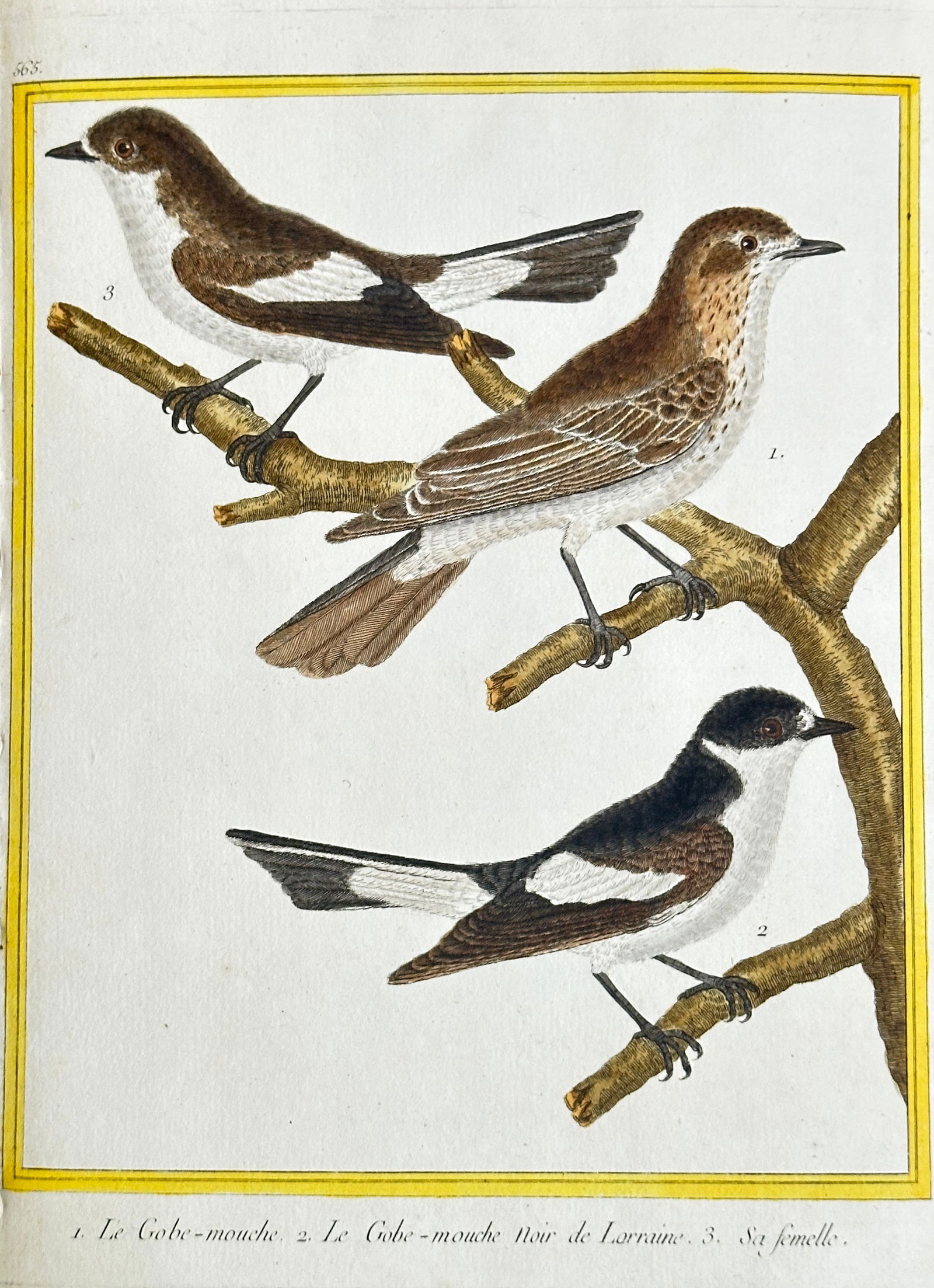 François-Nicolas Martinet (1731–c. 1804) – European and Spotted Flycatchers – Hand-coloured (1 of 3)