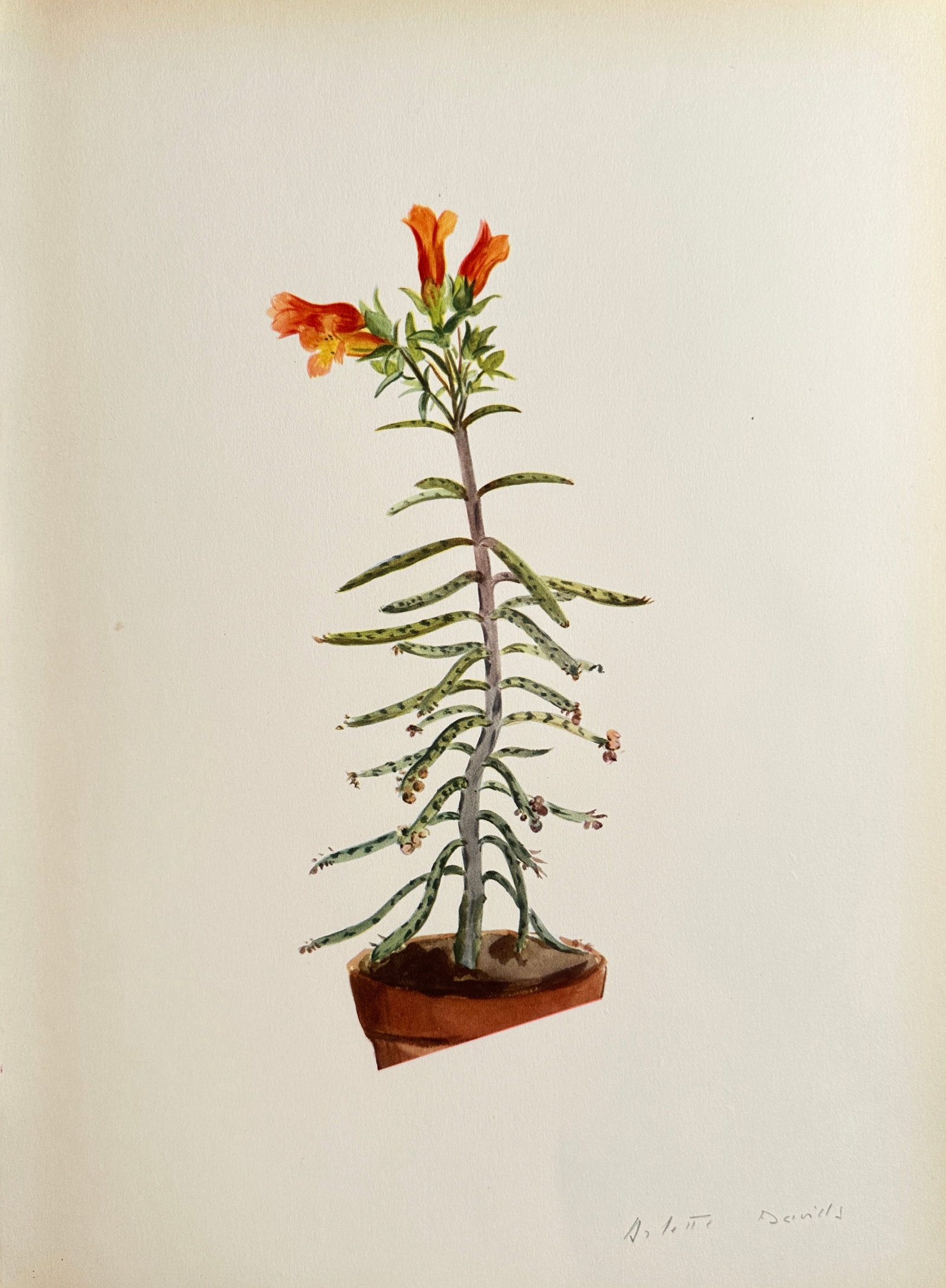 Arlette Davids (1889–1978), after – Potted Succulent in Flower – Offset print (20th Century): This Offset print reproduces a botanical watercolor by Arlette Davids, depicting a potted succulent plant with thick, segmented leaves and a crown of vibrant orange, tubular flowers. The illustration 