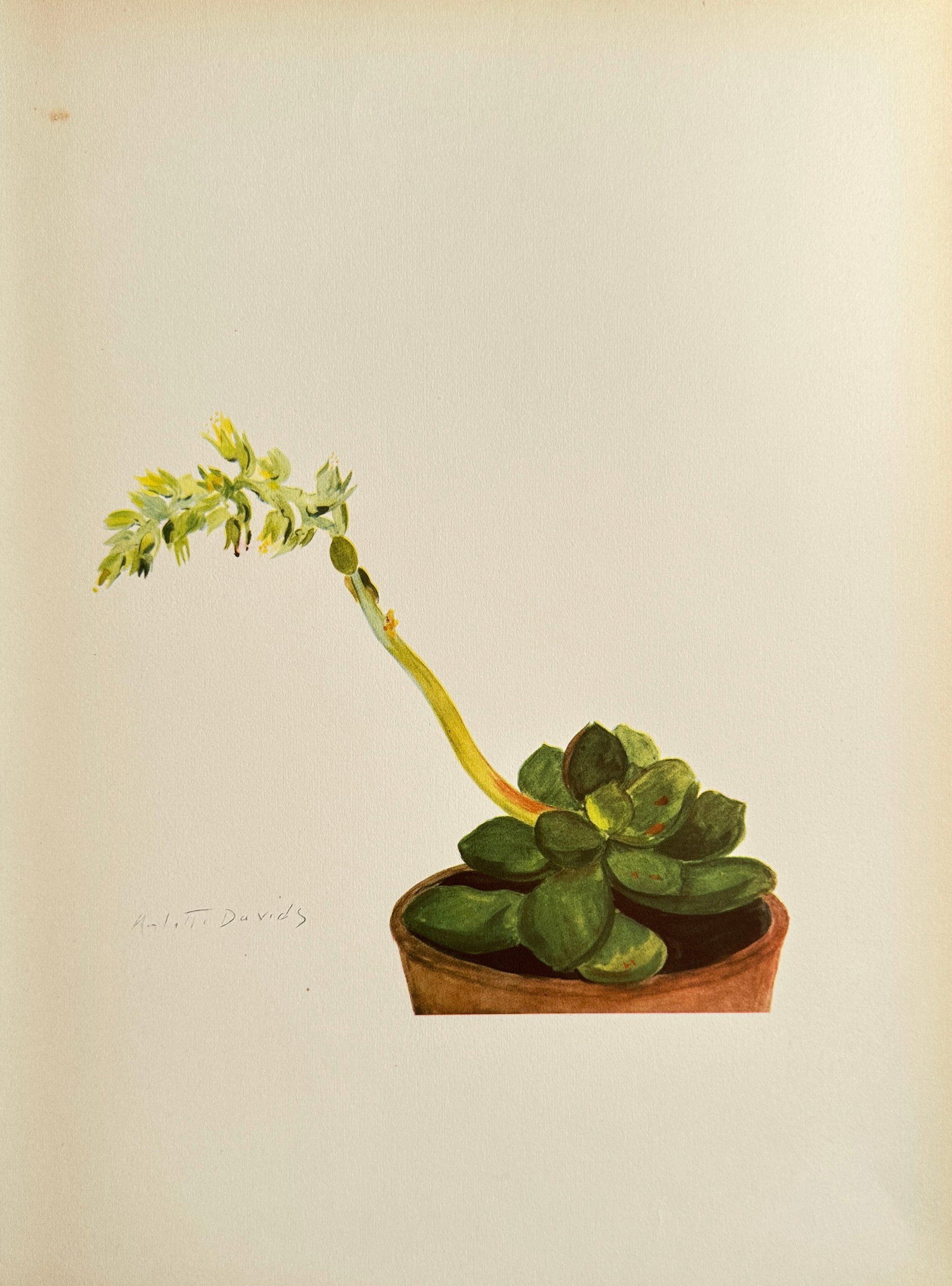 Arlette Davids (1889–1978), after – Potted Succulent in Bloom – Offset print (20th Century): This Offset print reproduces a delicate watercolor by Arlette Davids, depicting a potted succulent (likely an Echeveria) with fleshy green leaves forming a tight rosette, and a long, curving stalk of 