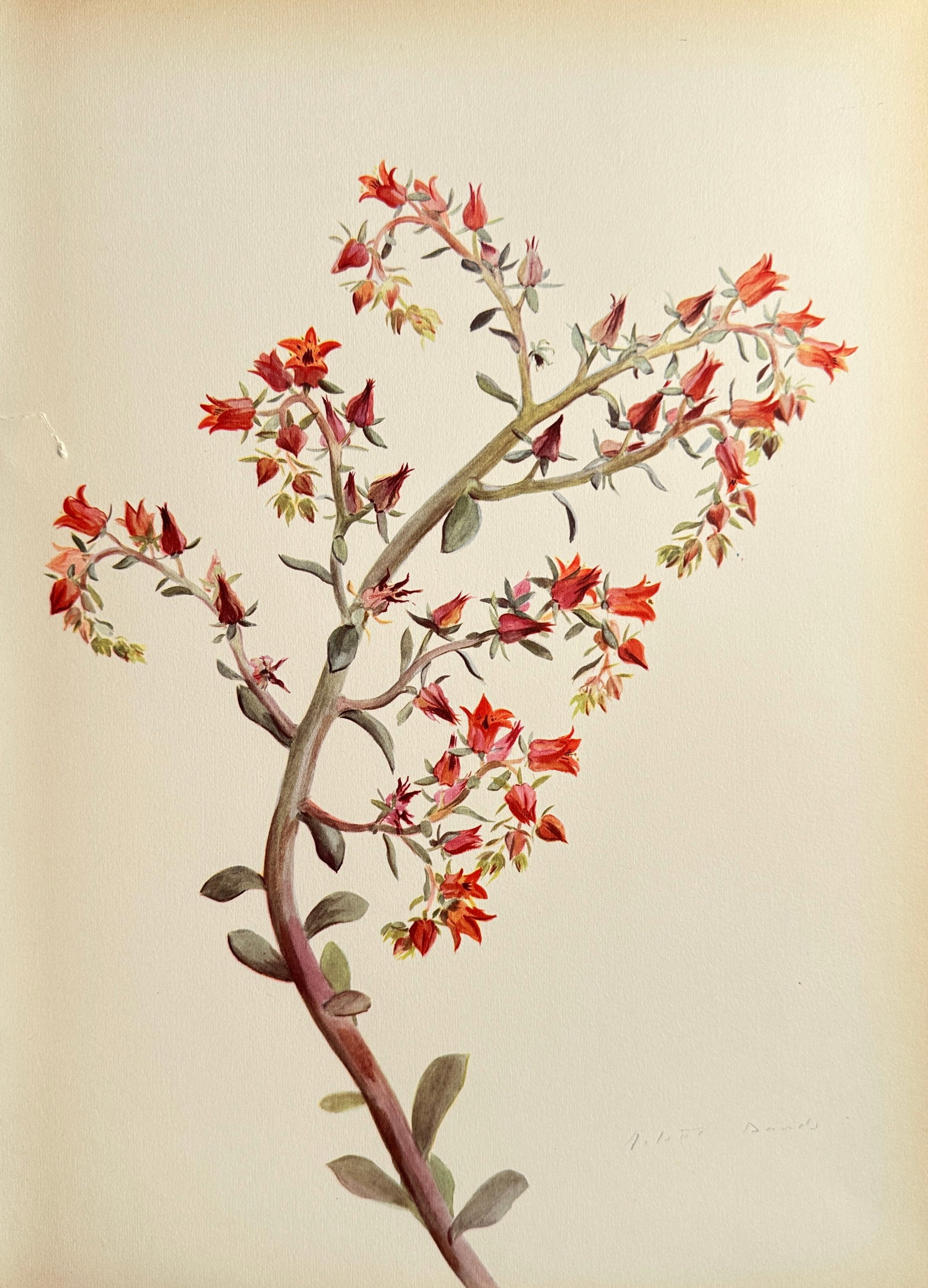 Arlette Davids (1889–1978), after – Succulent Flowering Stem – Offset print (20th Century): This Offset print reproduces a vibrant botanical watercolor by Arlette Davids, depicting a complex, branching succulent flowering stem covered in numerous small, bell-shaped reddish-orange flowers and
