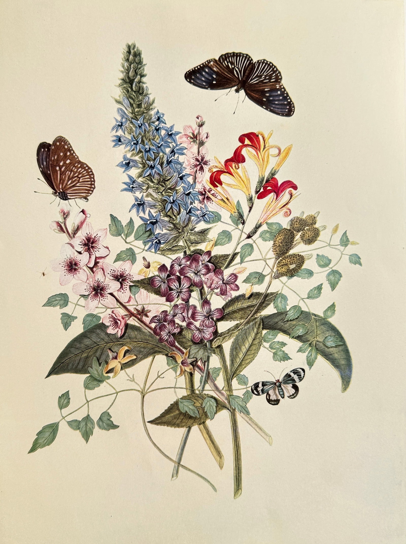 Richardson Wright (1887–1961), after – Floral Bouquet with Butterflies – Offset print (20th: This Offset print reproduces a colorful botanical illustration depicting a dense bouquet of assorted flowers, including blue spires, pink blossoms, and red and yellow tubular flowers, interspersed wit